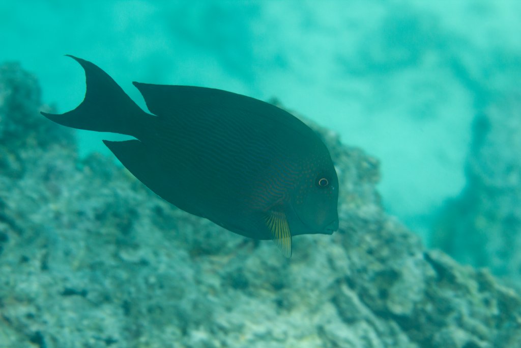 Striped Brsitletooth (Ctenochaetus striatus)