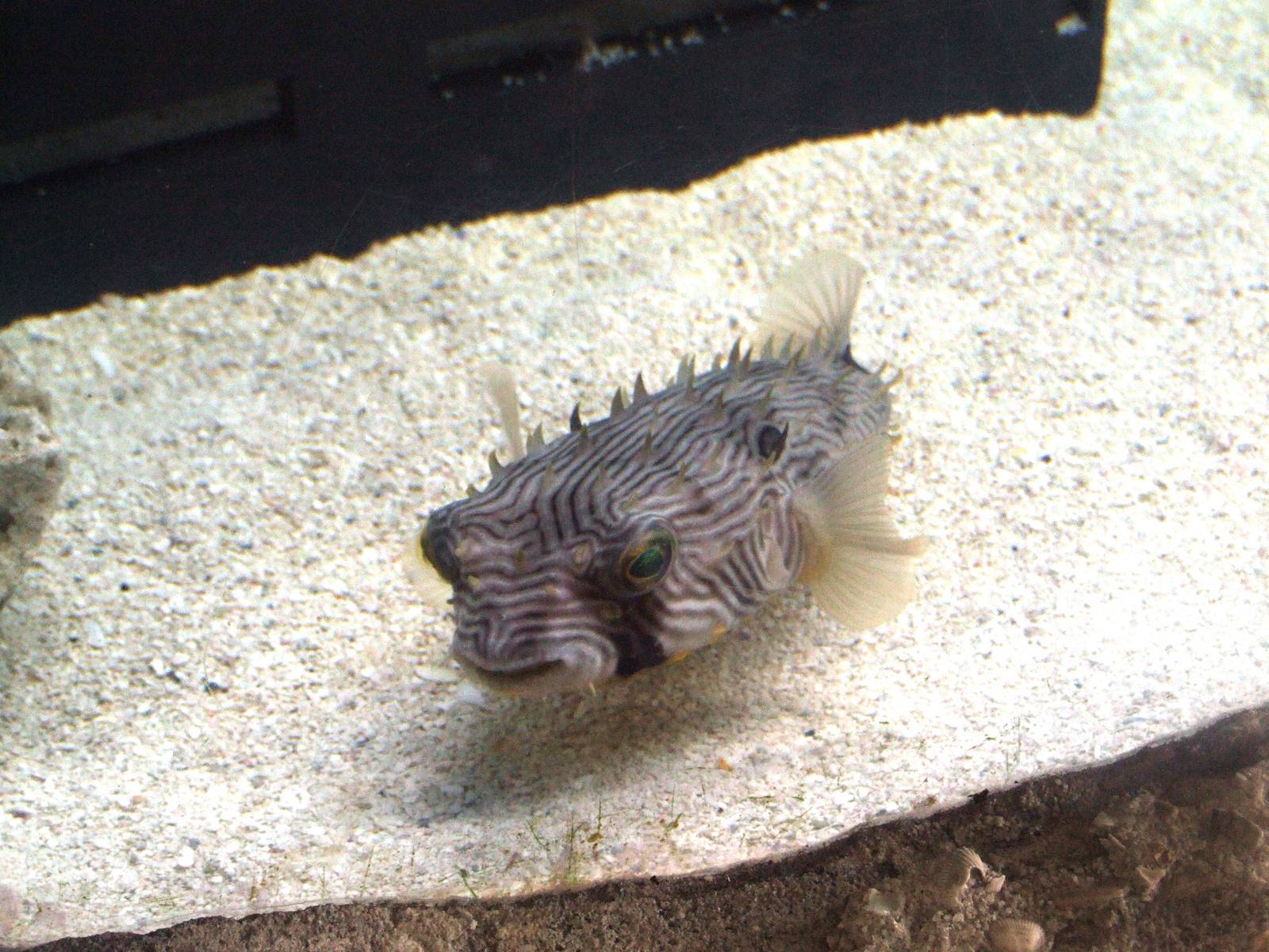 Striped Burrfish at Mote, 07/10/13