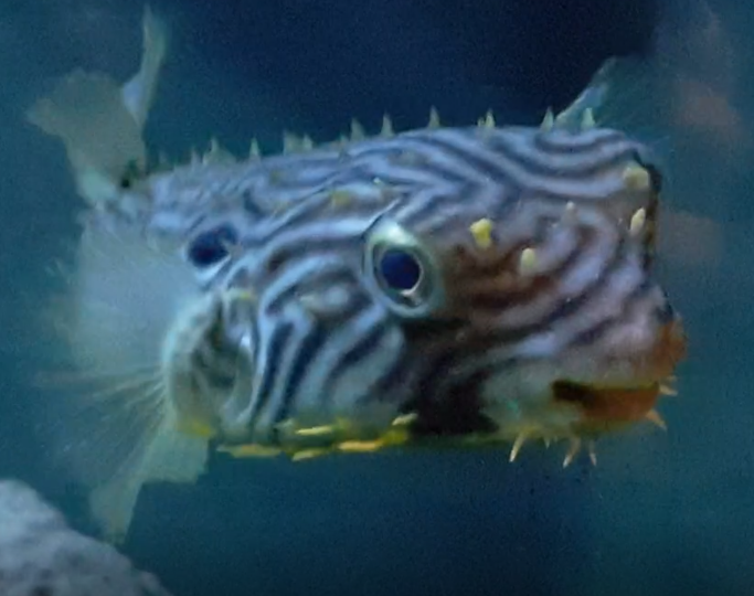 Striped burrfish - Chilomycterus schoepfi