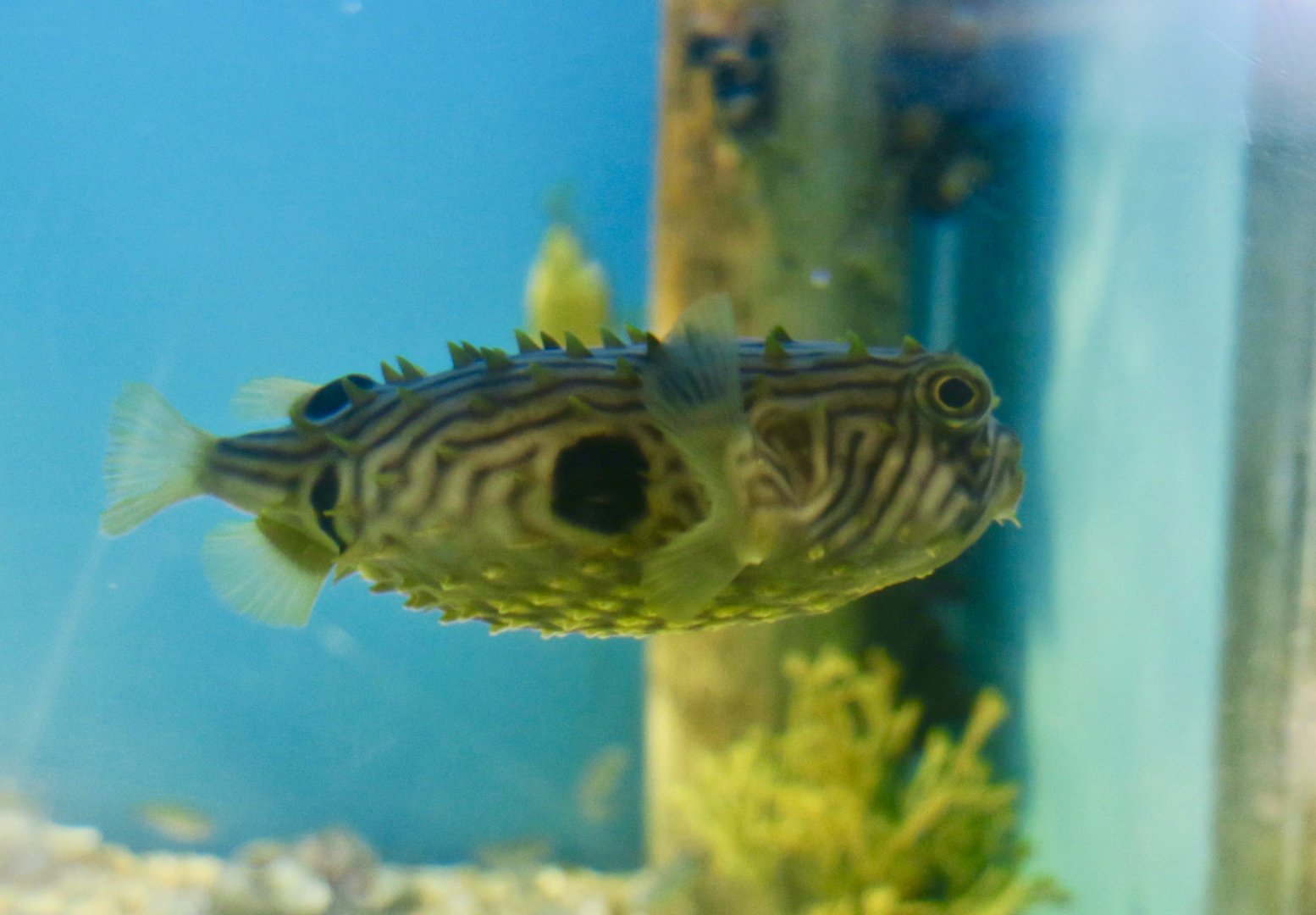 Striped Burrfish (Chilomycterus schoepfi)