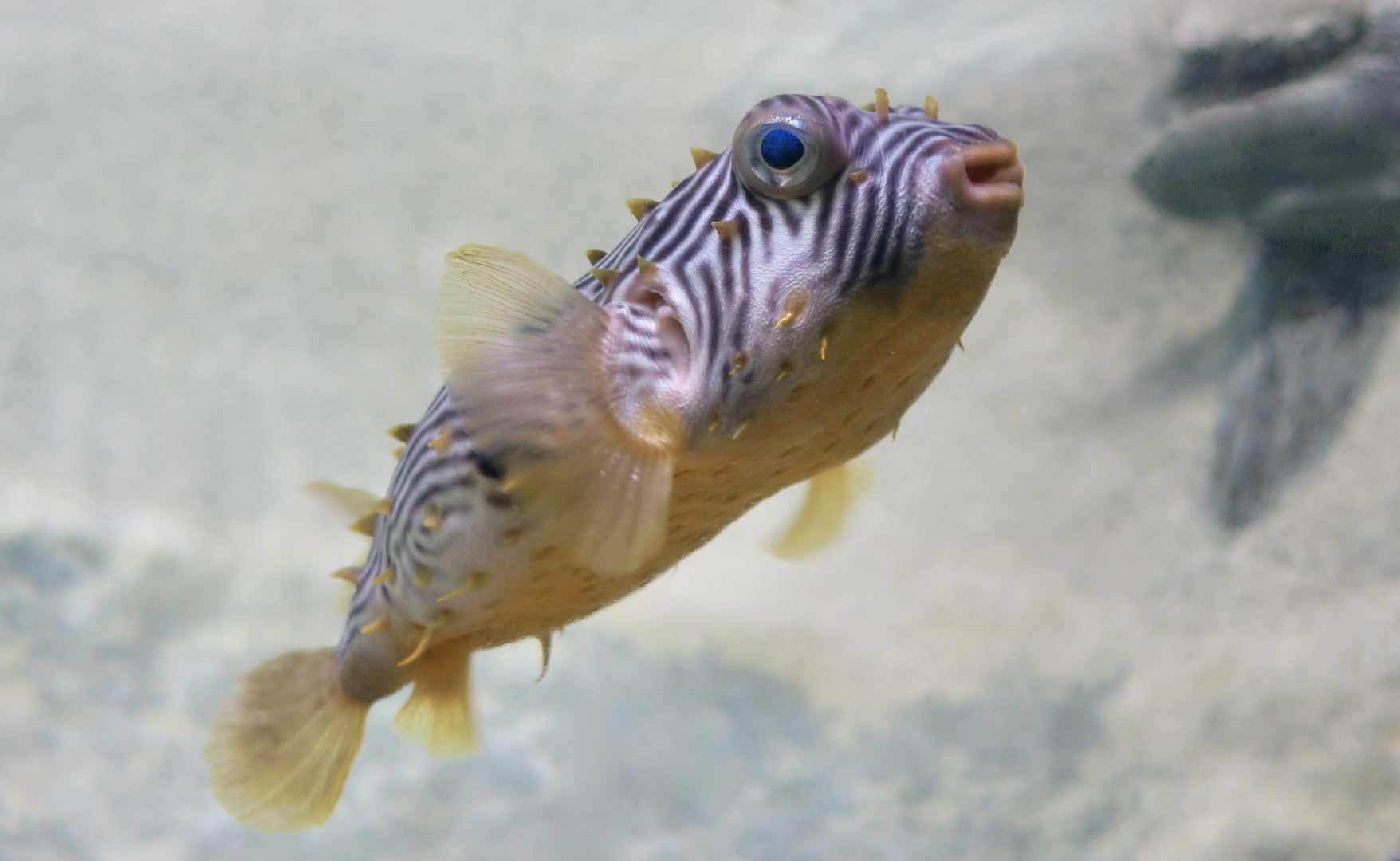 Striped Burrfish (Chilomycterus schoepfi)