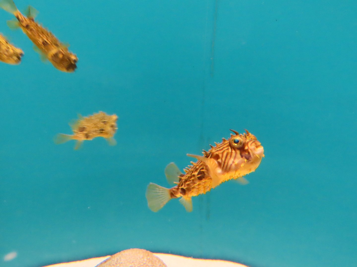Striped burrfish (Chilomycterus schoepfi)