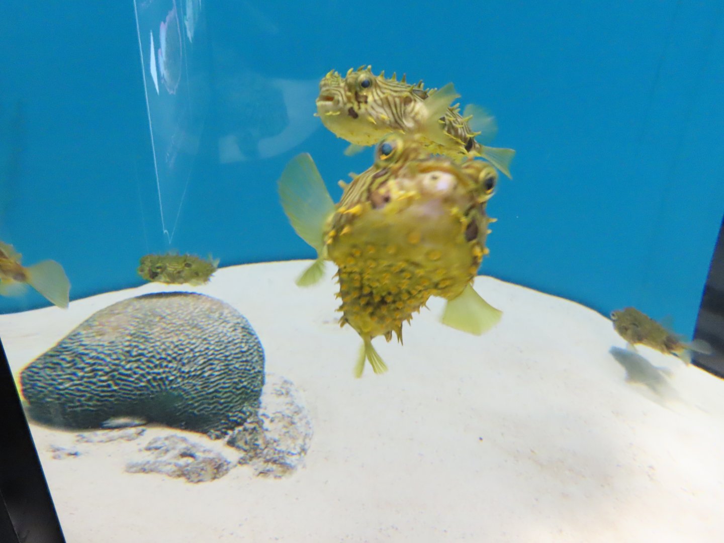 Striped burrfish(Chilomycterus schoepfi)