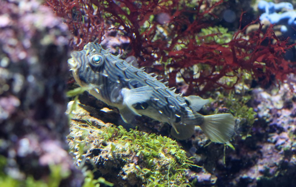 Striped Burrfish