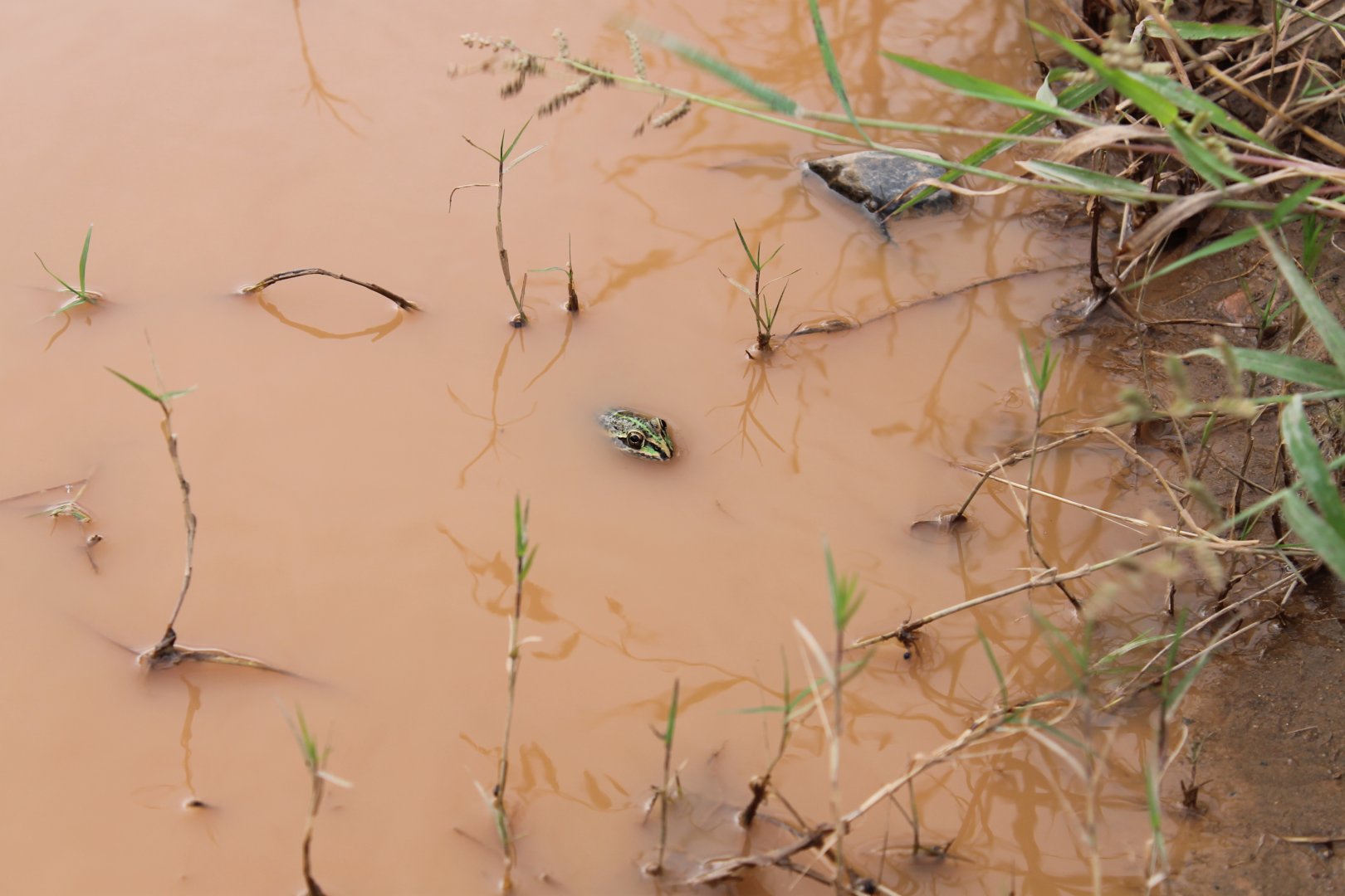 Striped Burrowing Frog (Cyclorana alboguttata)