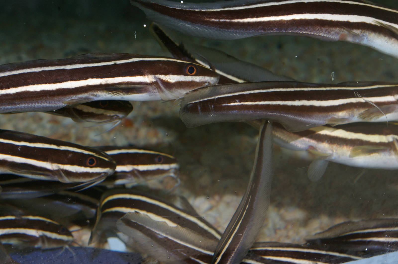 striped catfish (Plotosus lineatus)