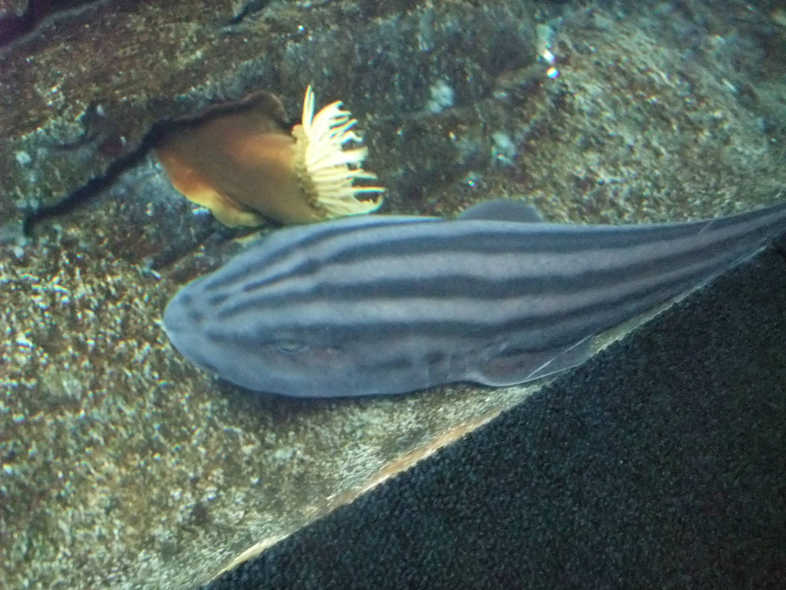 Striped Catshark at Lisbon Oceanarium, 25/05/11