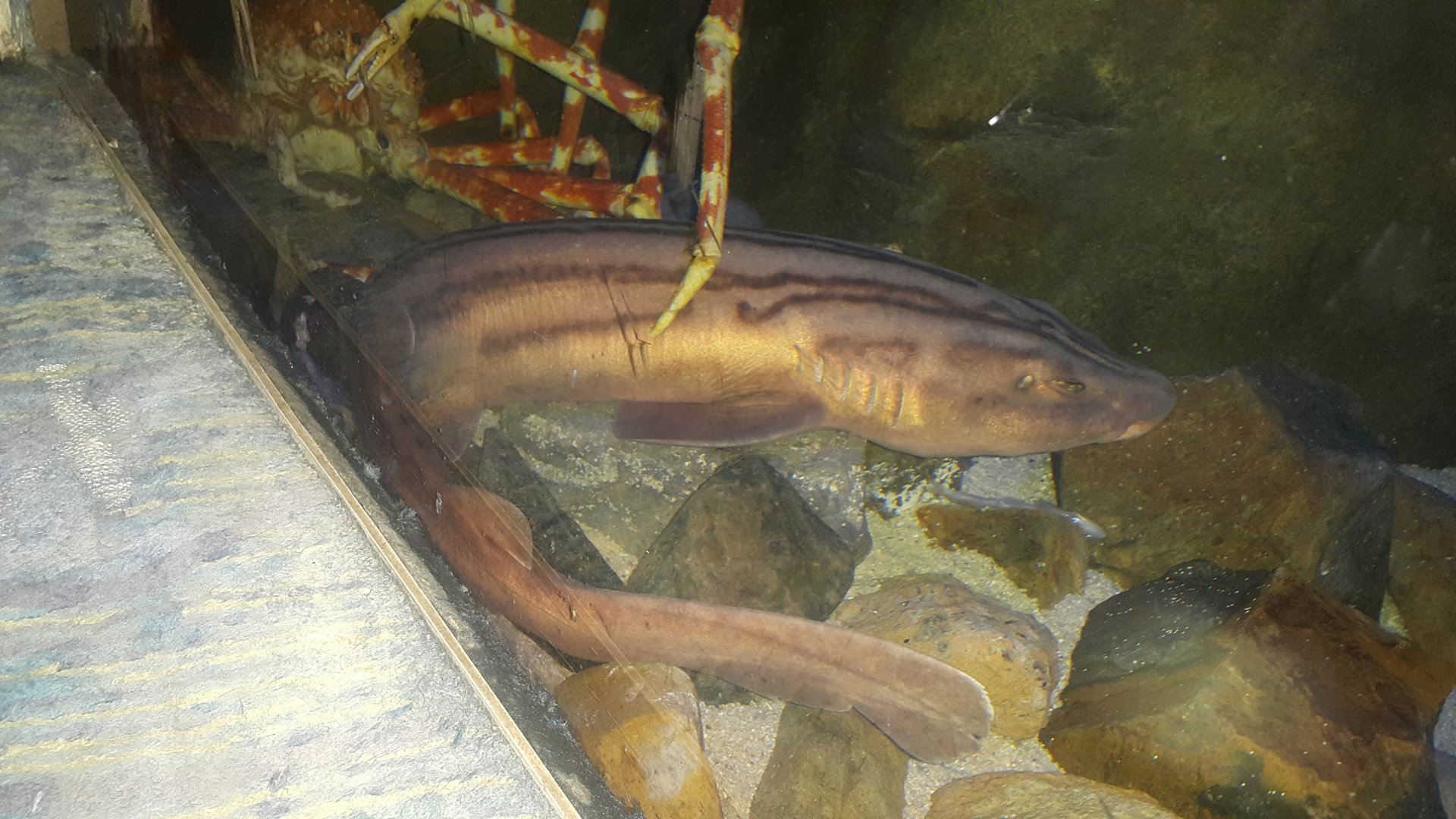 Striped Catshark