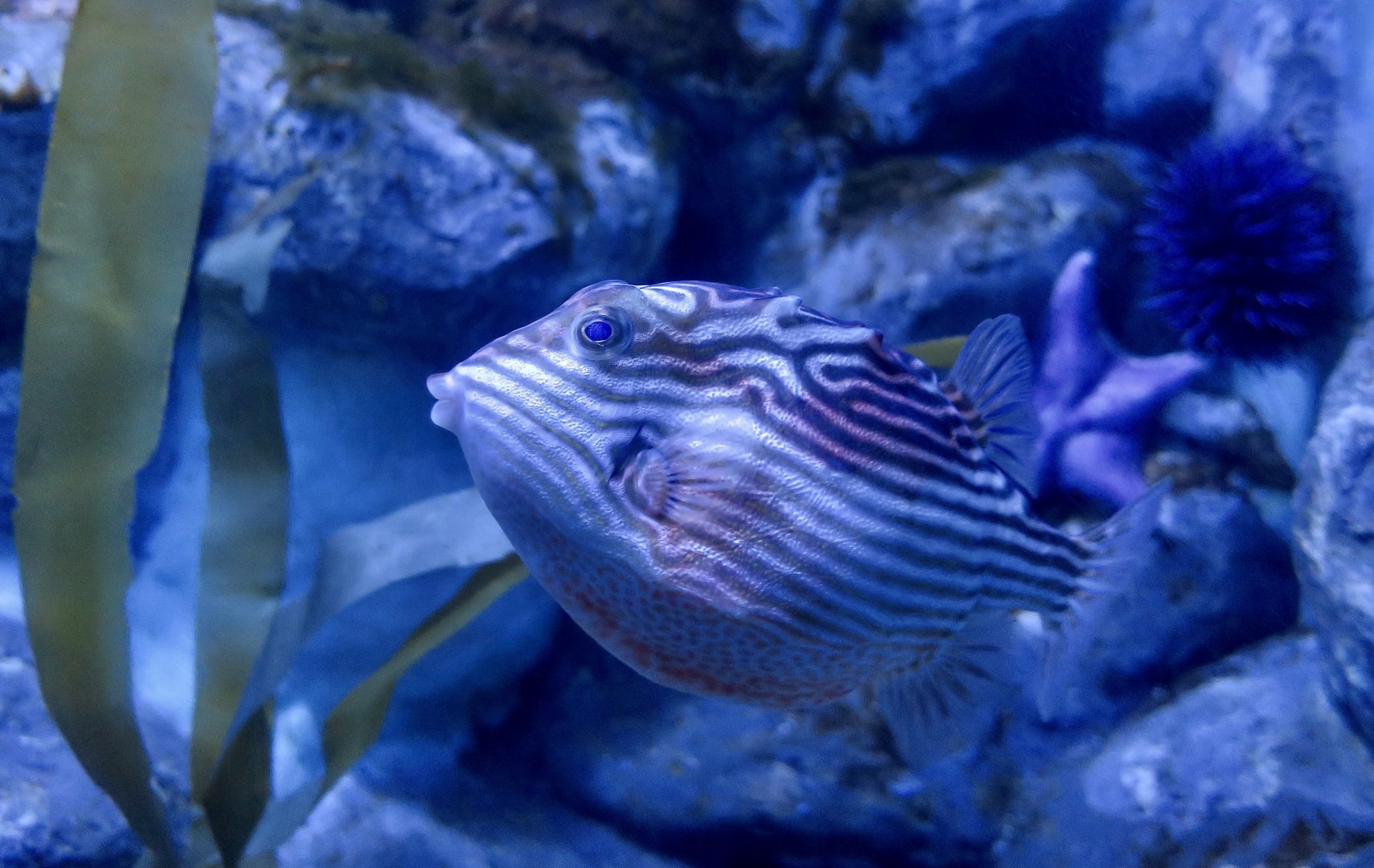 Striped Cowfish (Aracana aurita) female