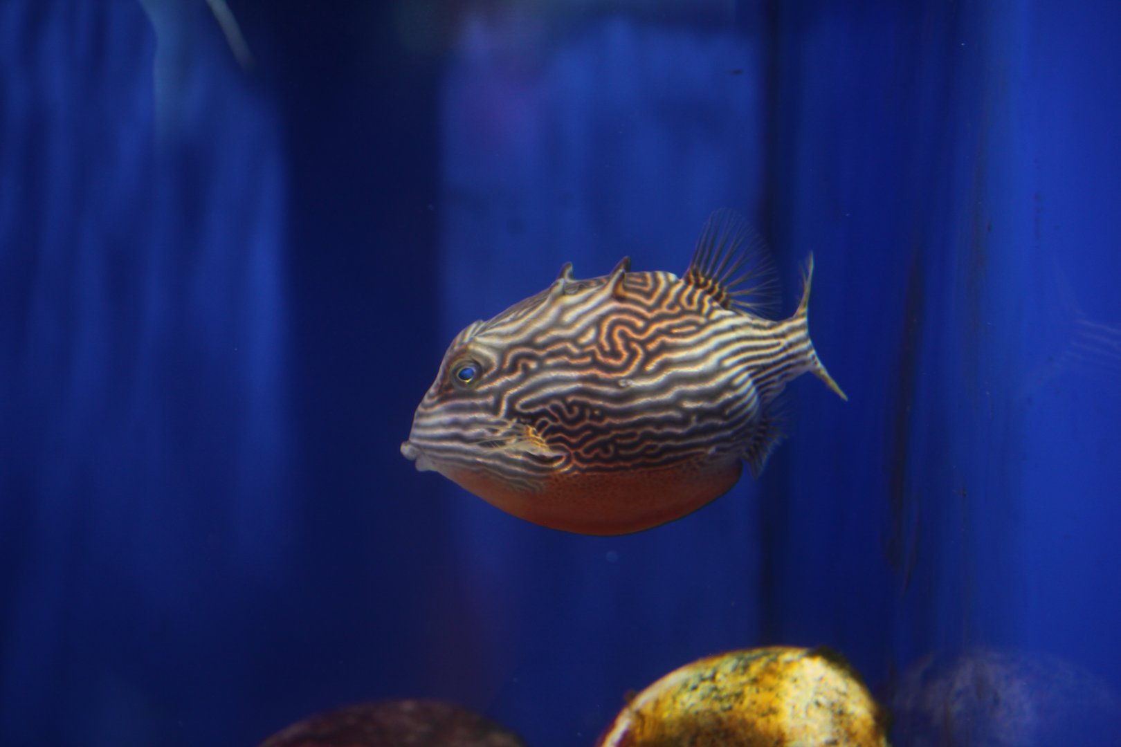 Striped cowfish (Aracana aurita)
