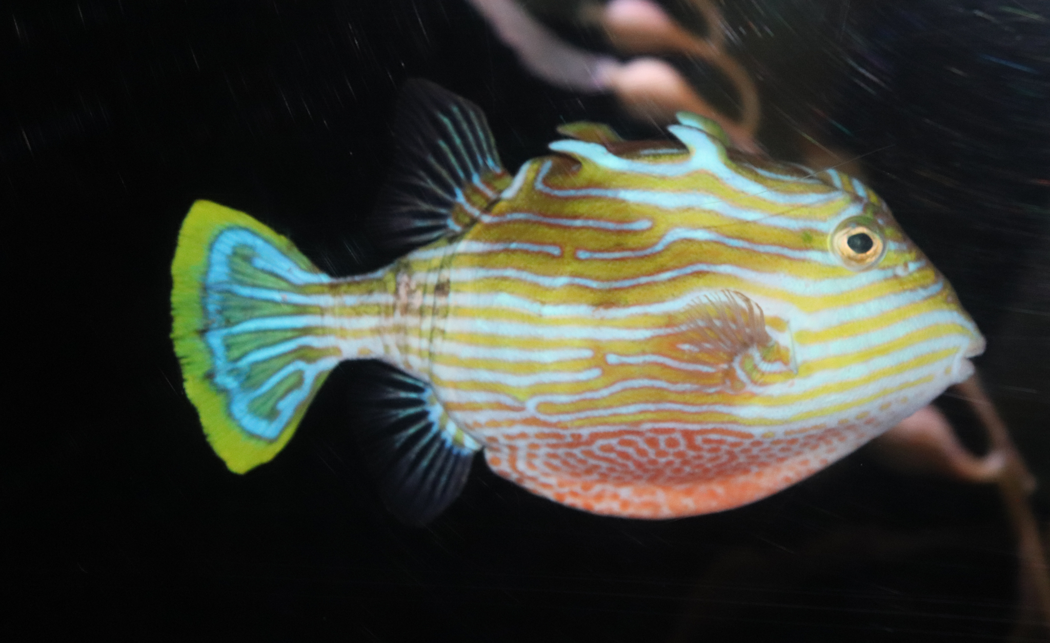 Striped Cowfish (Aracana aurita)