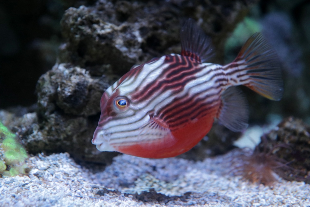 striped cowfish (Aracana aurita)
