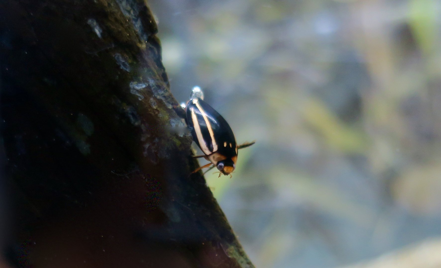 Striped Diving Beetle (Hydaticus bowringii)