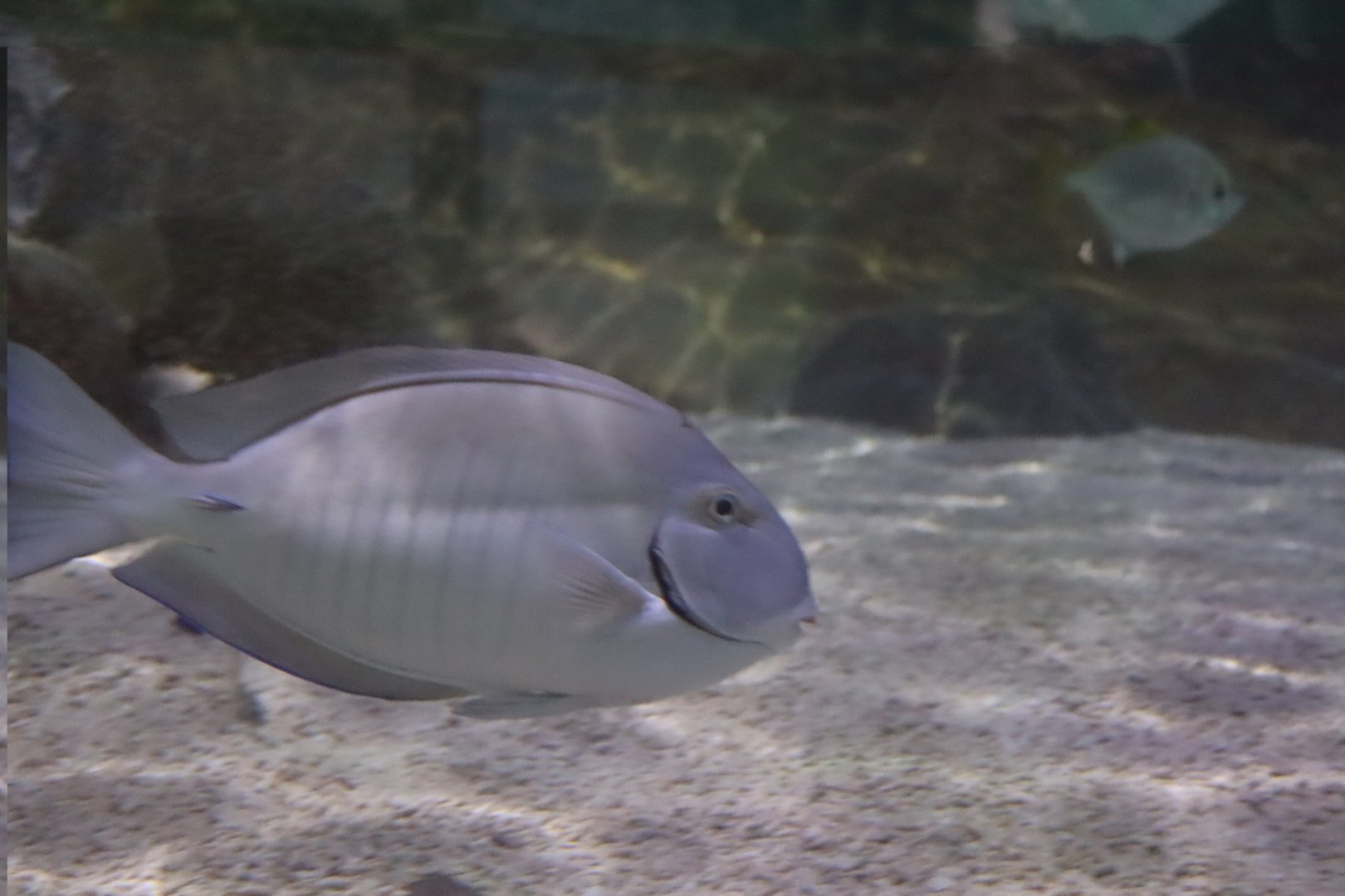 Striped Doctorfish