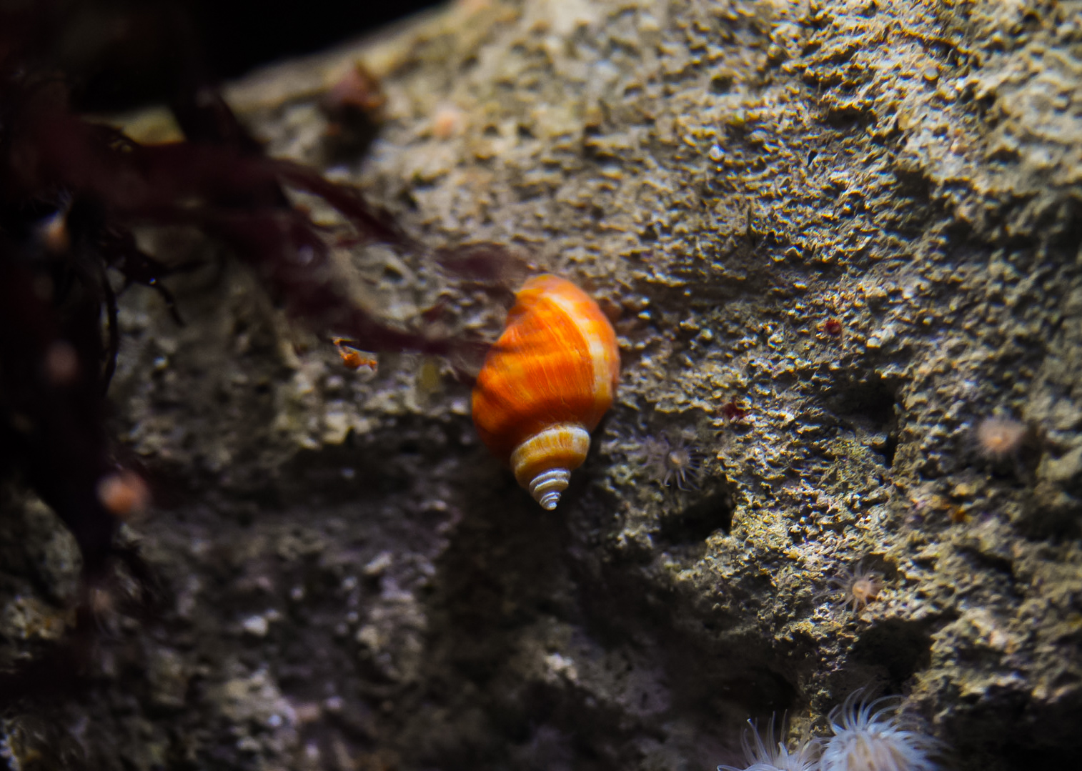 Striped Dogwinkle (orange variety)