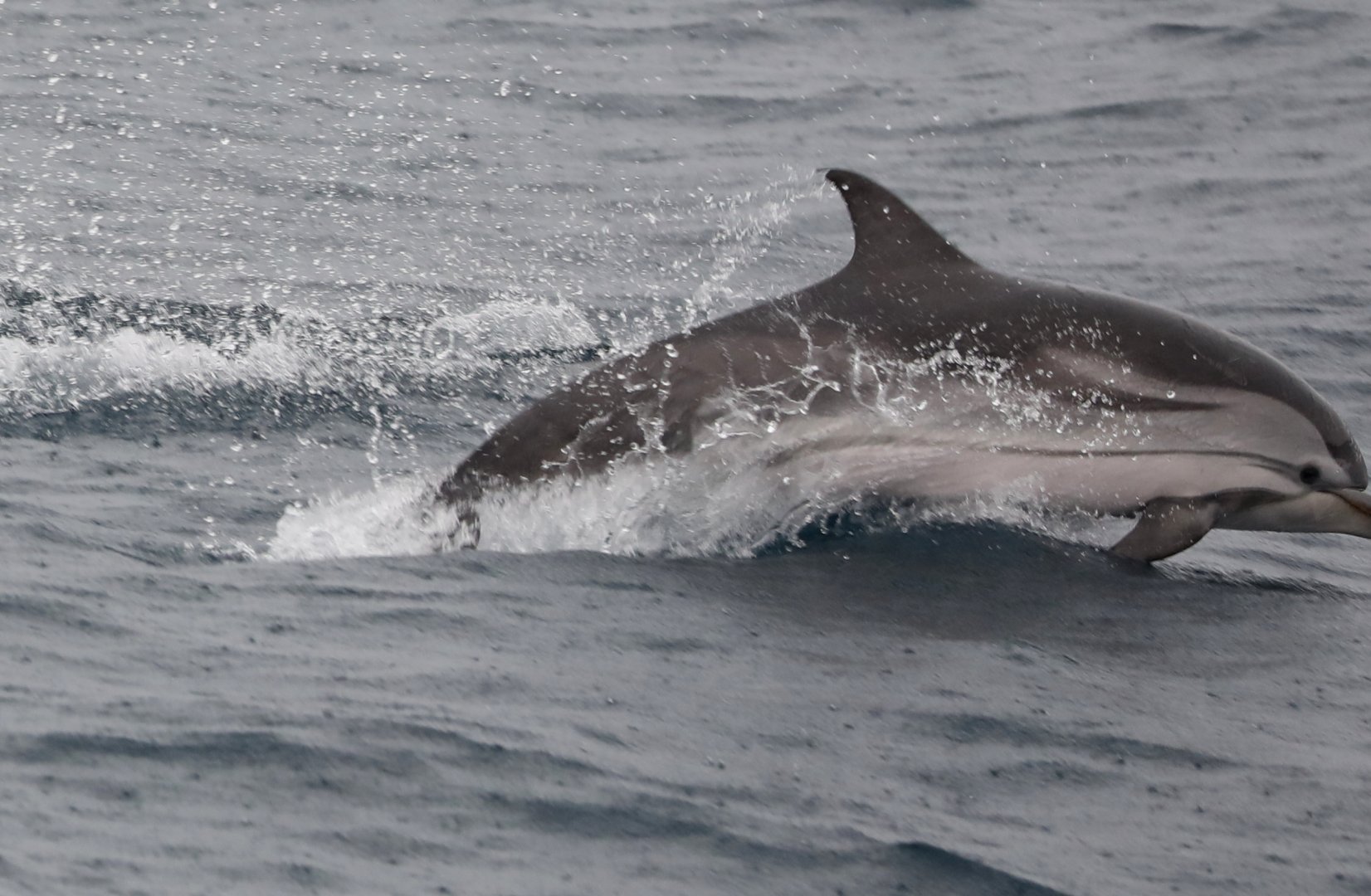 Striped Dolphin (Stenella coeruleoalba)