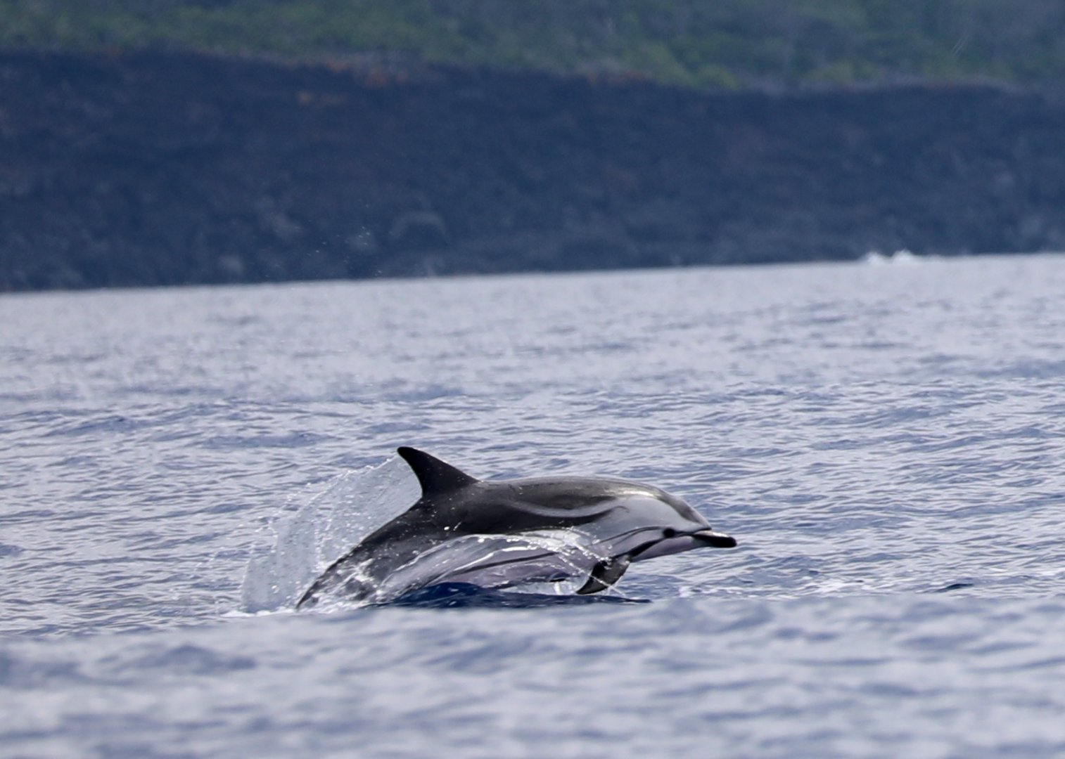 Striped dolphin (Stenella coeruleoalba)