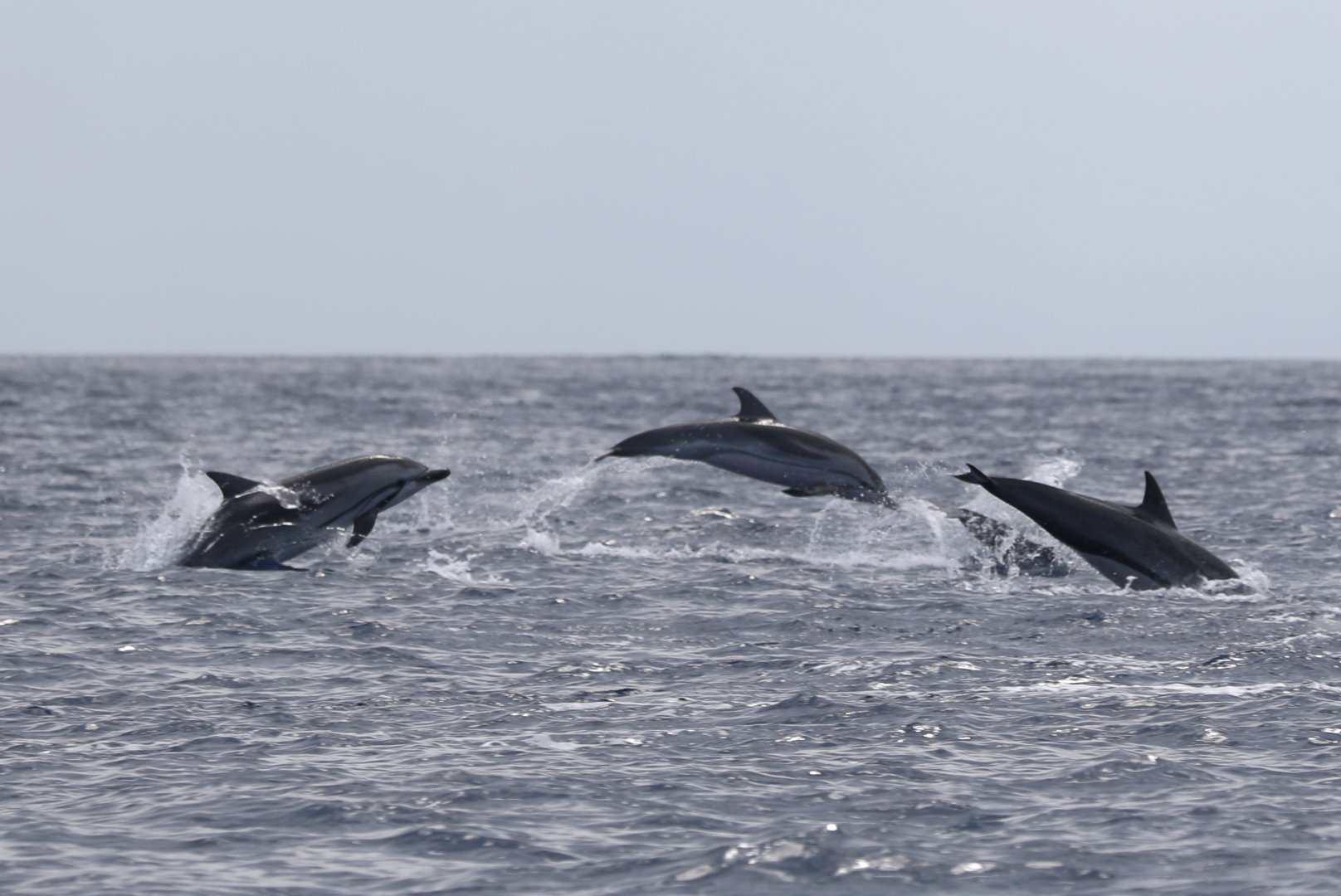 Striped dolphin (Stenella coeruleoalba)