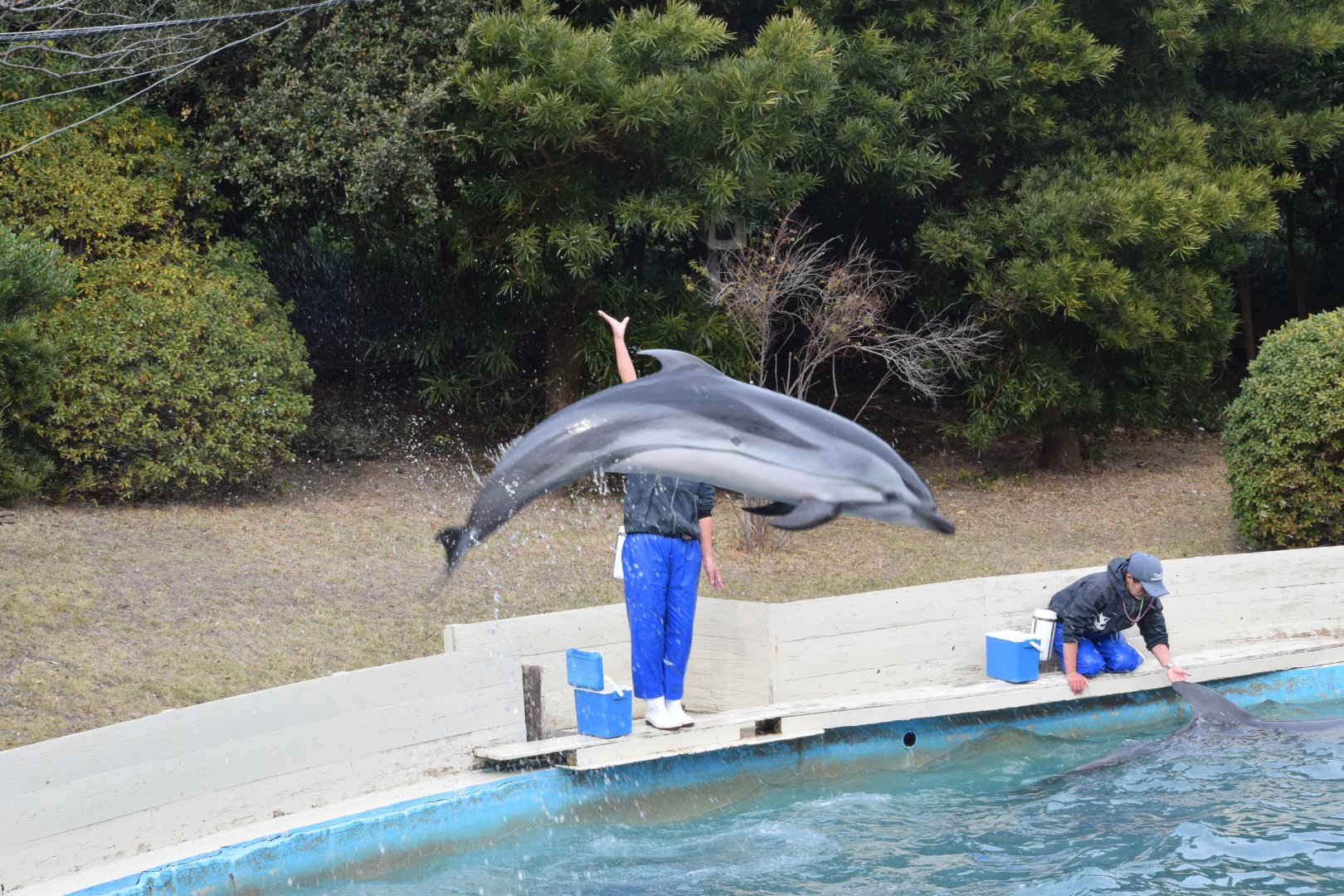 Striped dolphin - Taiji Whale Museum
