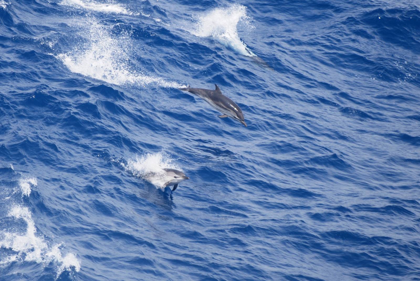 Striped Dolphins, Bay of Biscay 10/06/15