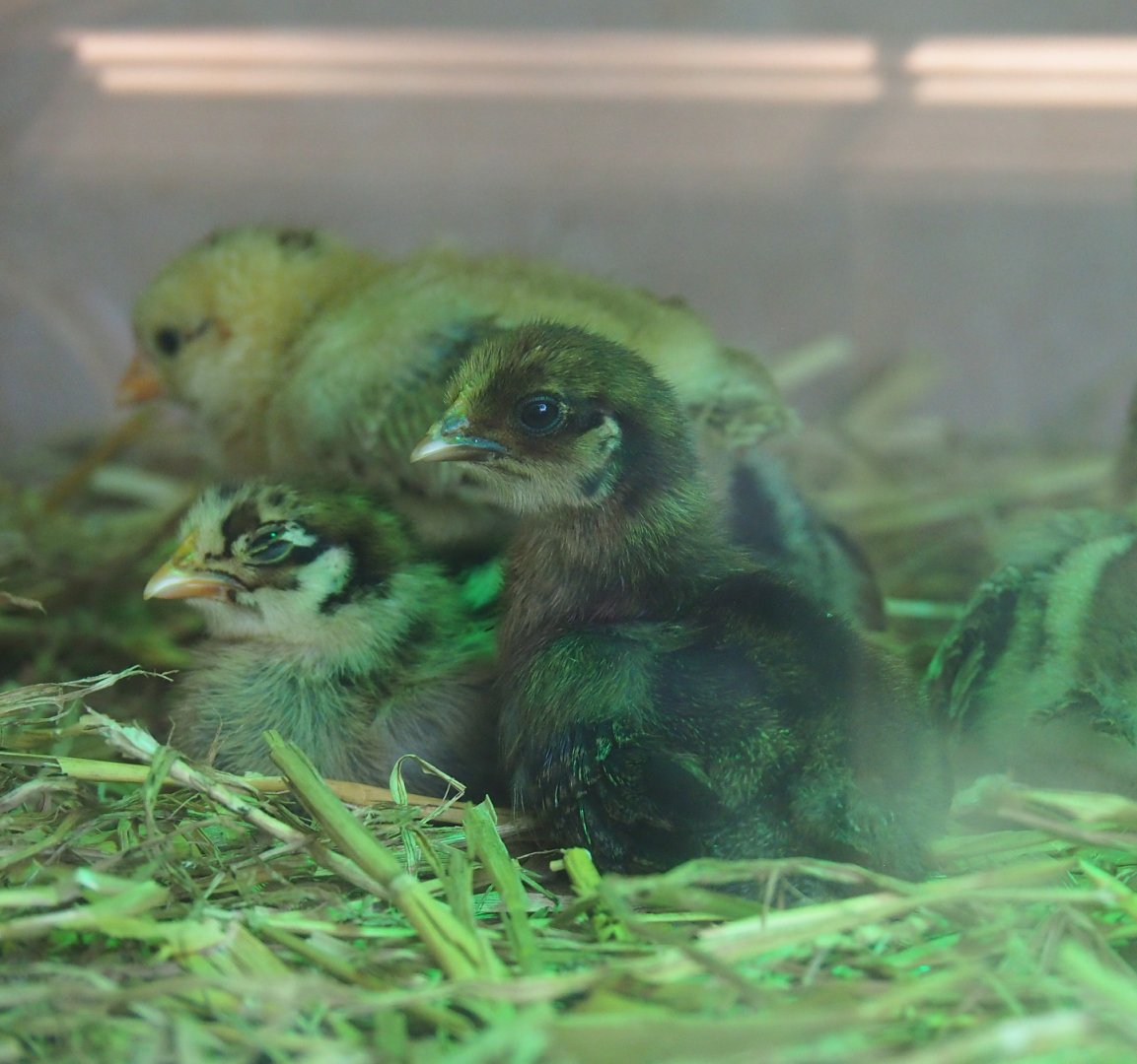 Striped domestic chicken chicks (Gallus gallus domesticus), 2019-08-04