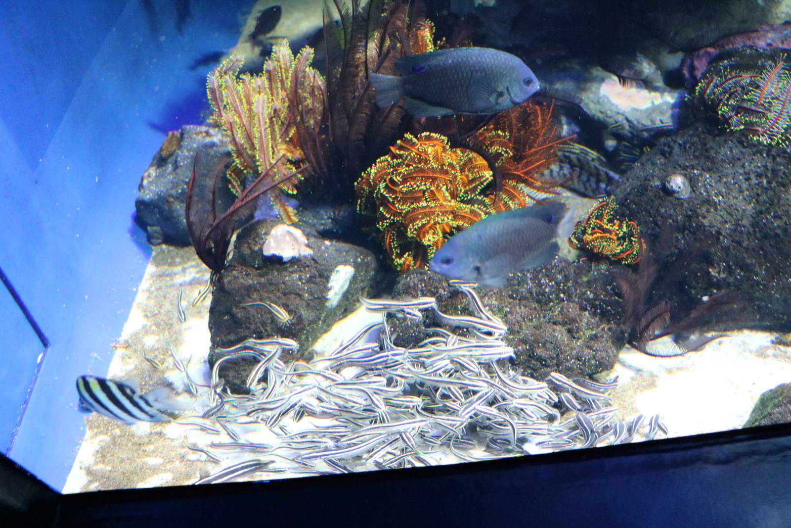Striped eel catfish and crinoids - Sunshine Aquarium Tokyo, February 2016
