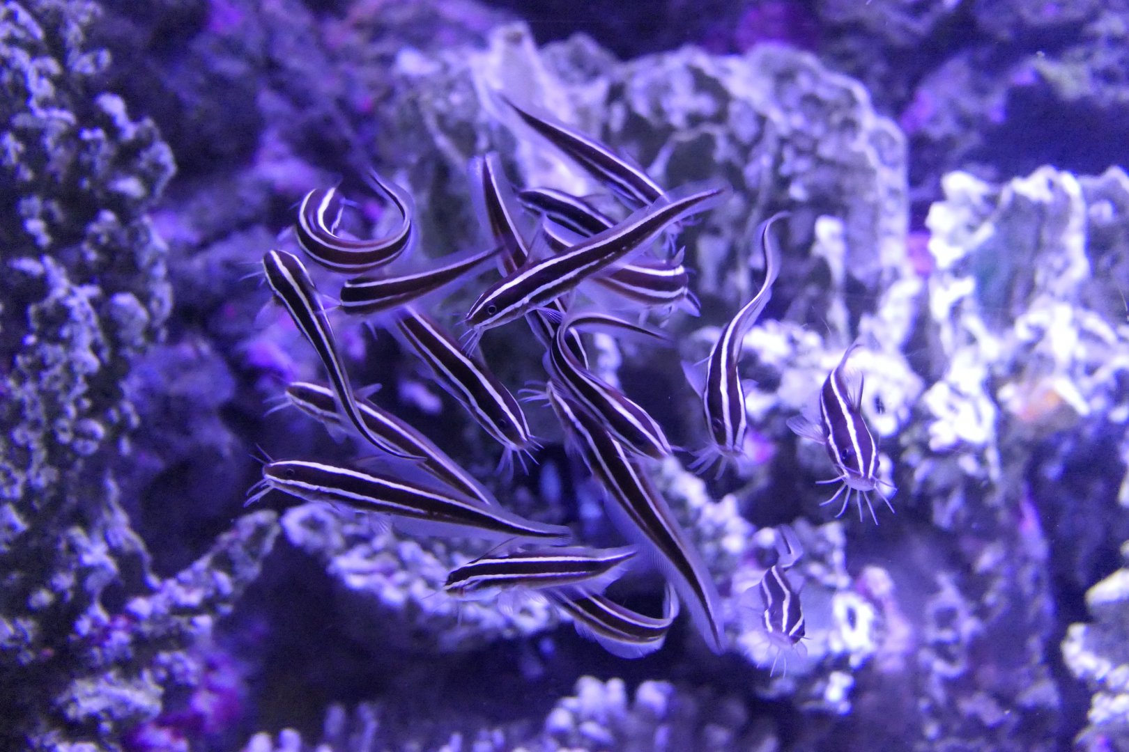 Striped Eel Catfish juveniles (Plotosus lineatus)