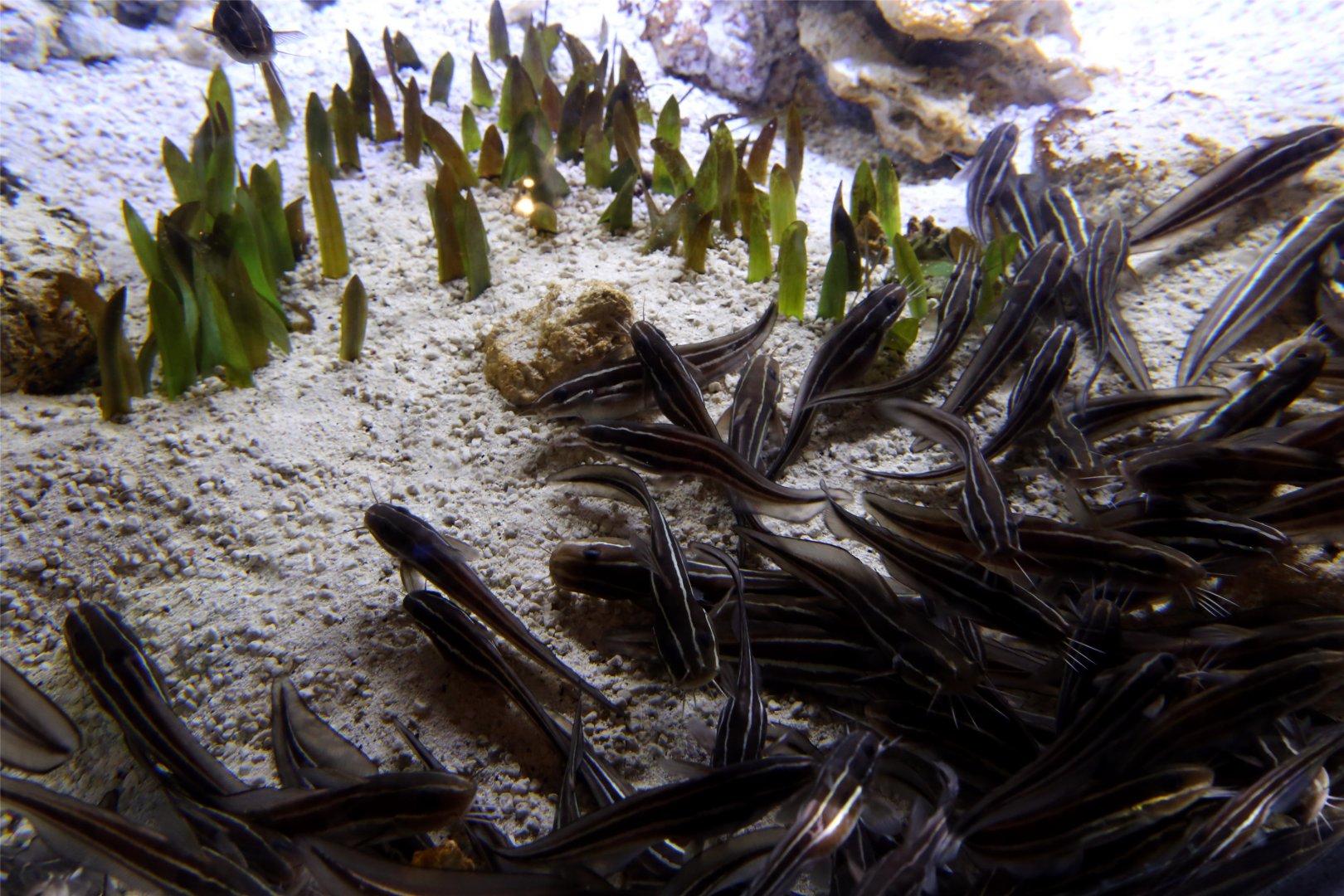 Striped Eel Catfish (Plotosus lineatus), October 2015