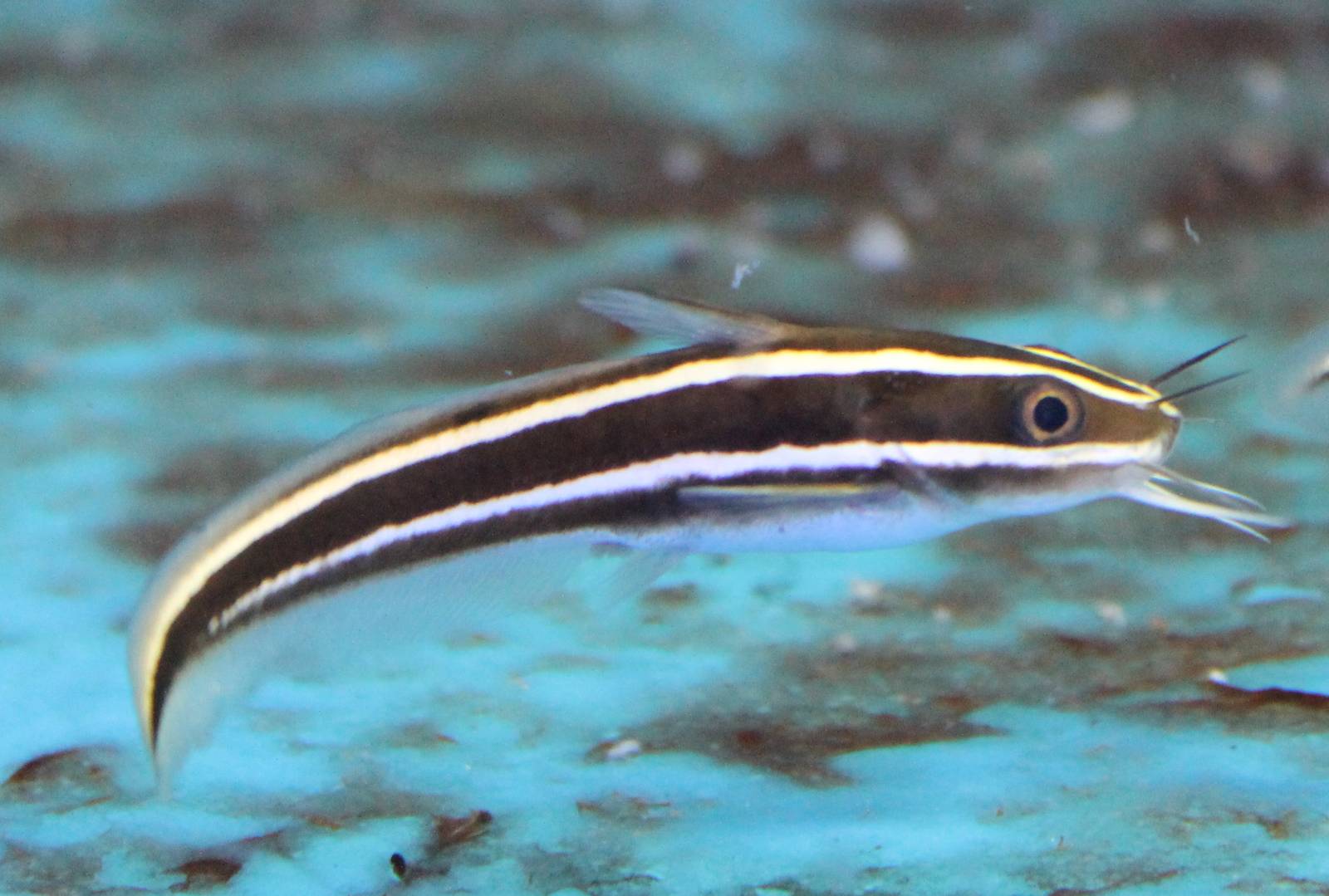 Striped eel catfish