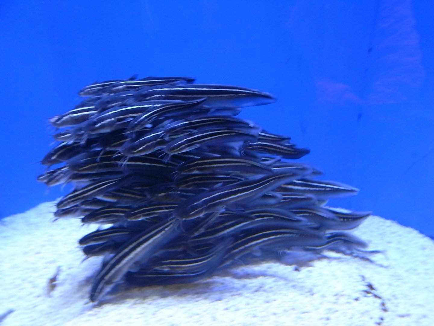 Striped Eel Catfish
