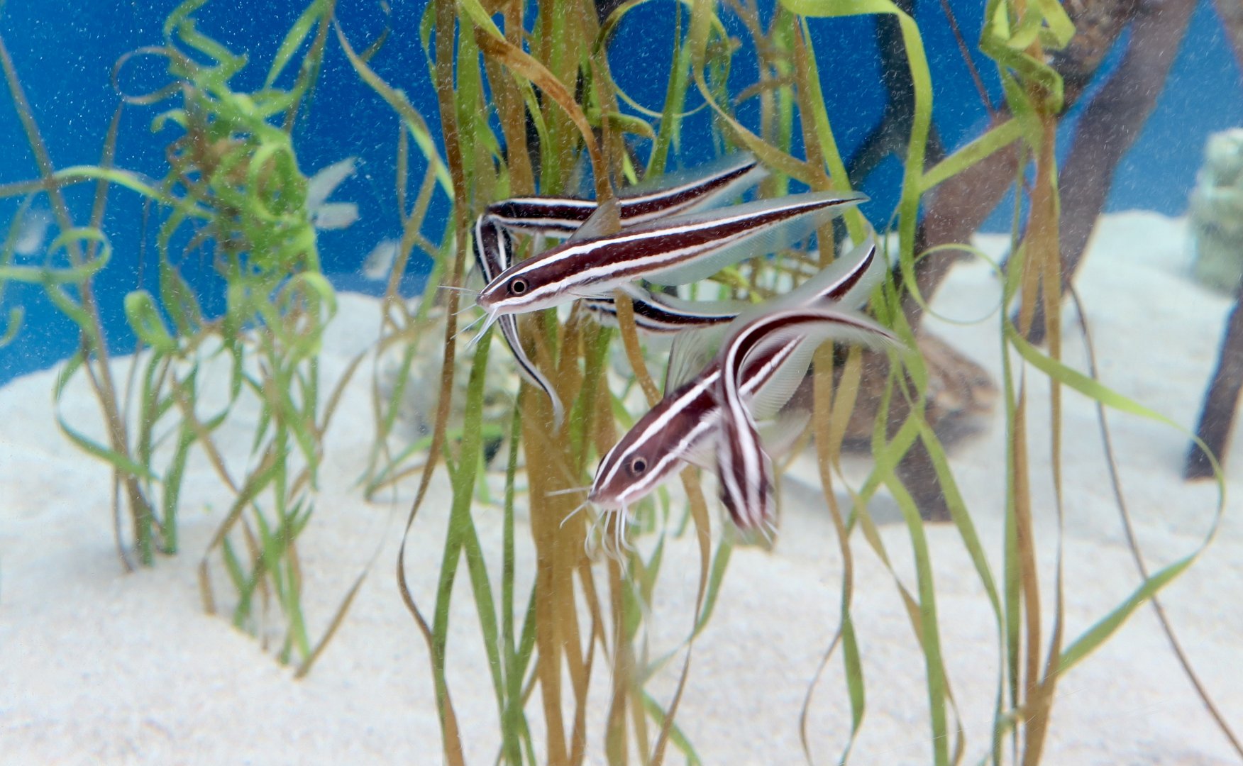 Striped Eeltail Catfish (Plotosus lineatus)