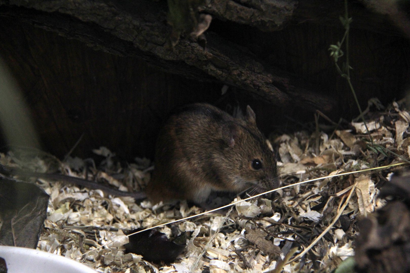 striped field mouse (Apodemus agrarius)