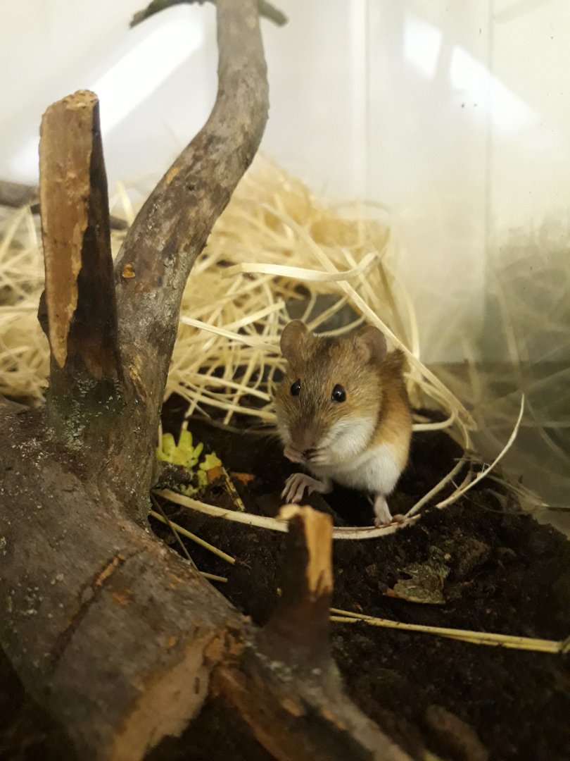 Striped Field Mouse (Apodemus agrarius)