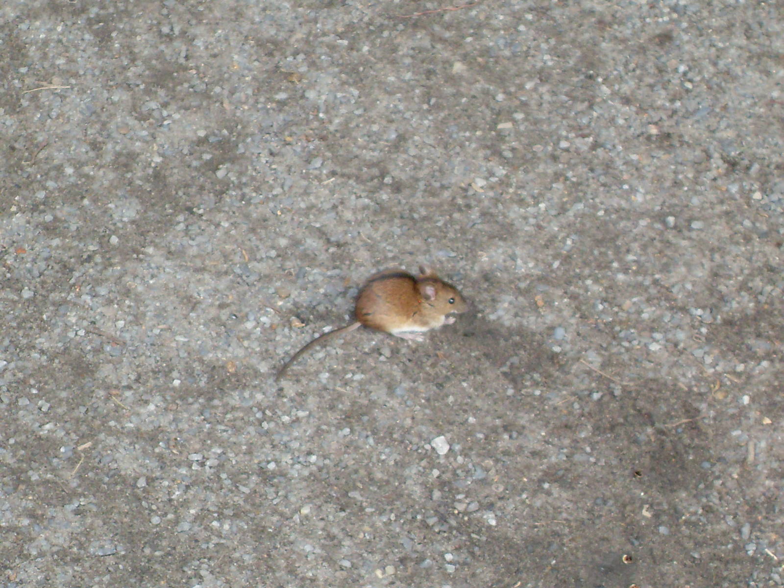 striped field mouse? (wild) 030910