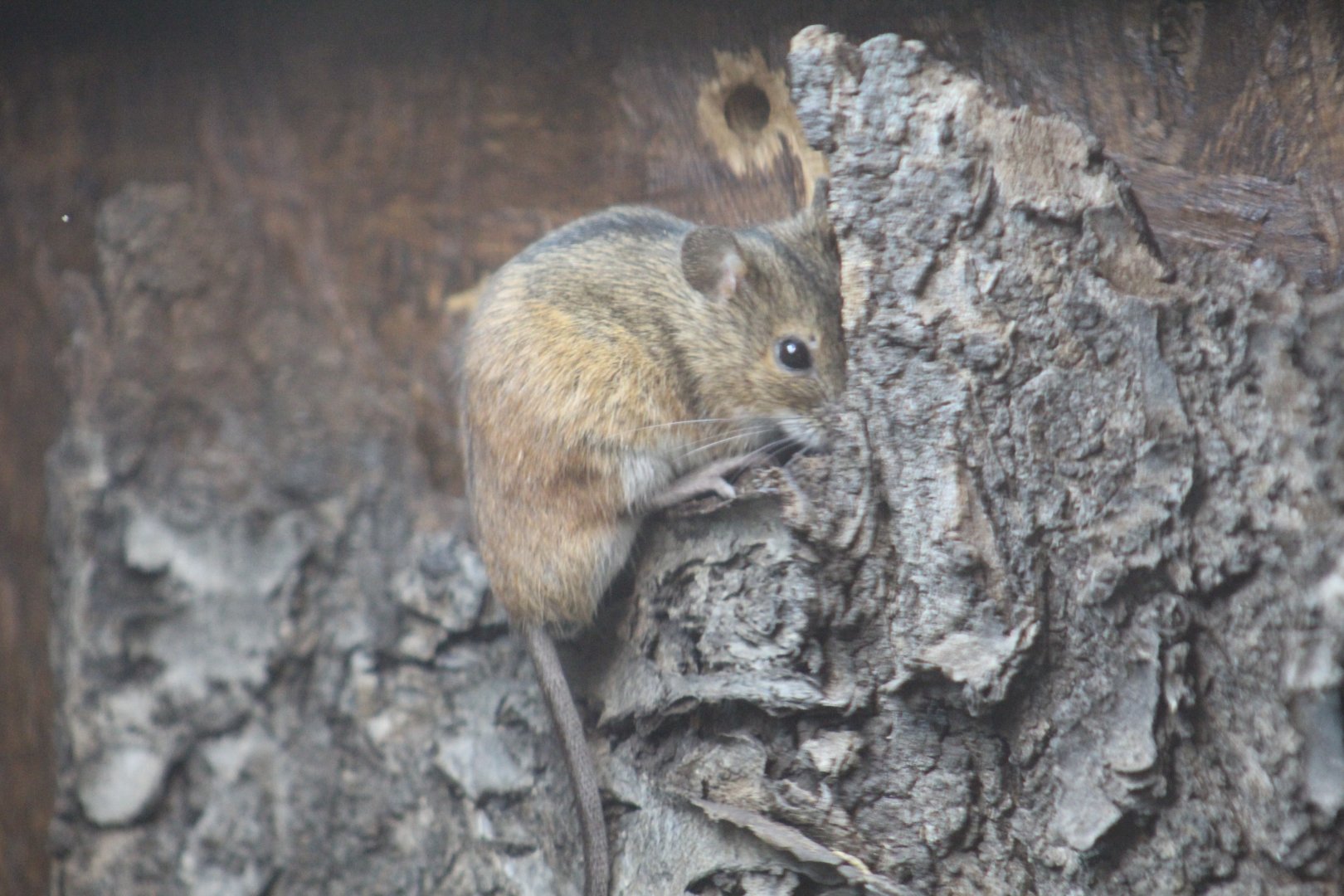 Striped Field Mouse
