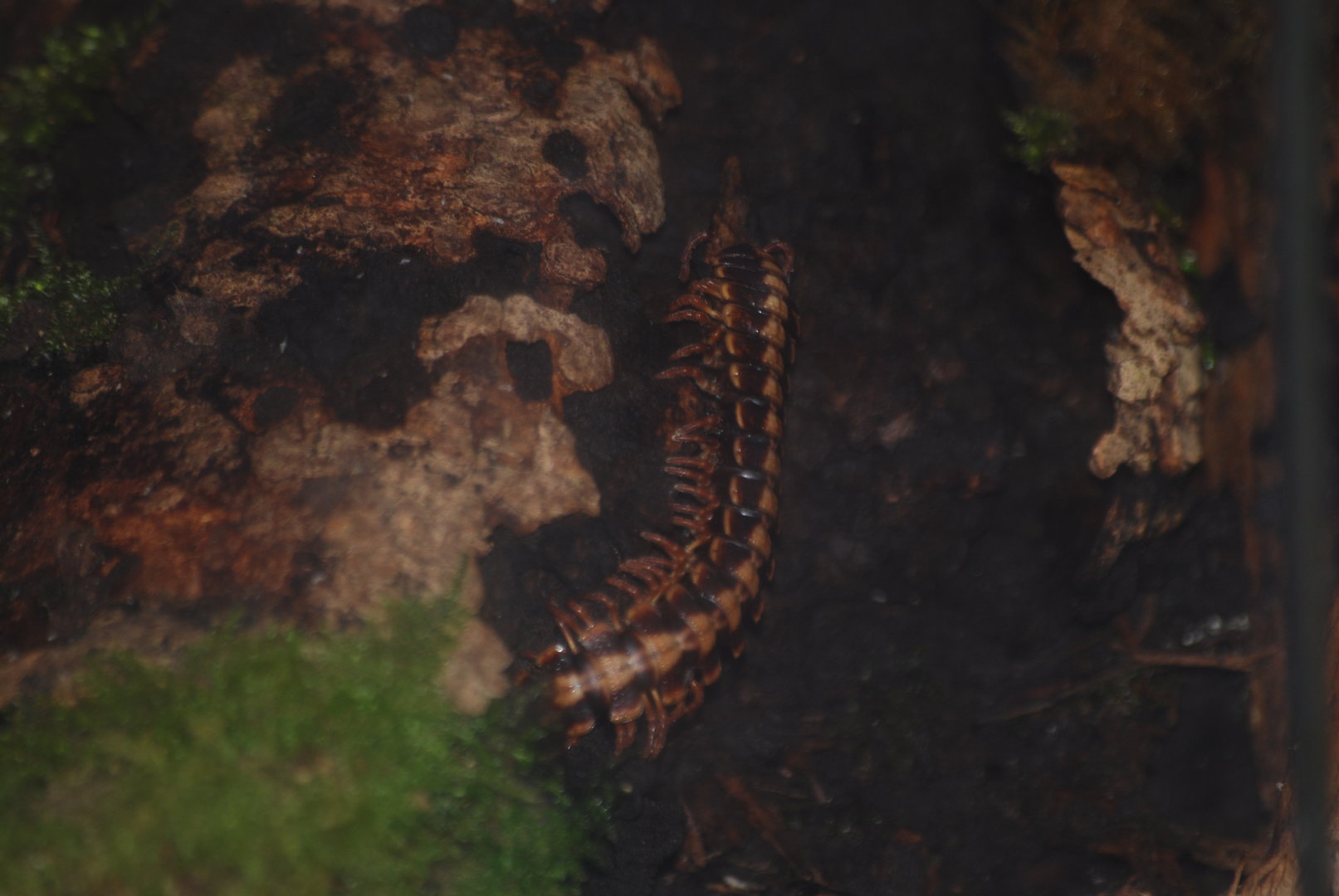 Striped flat millipede at BugzUK Parc