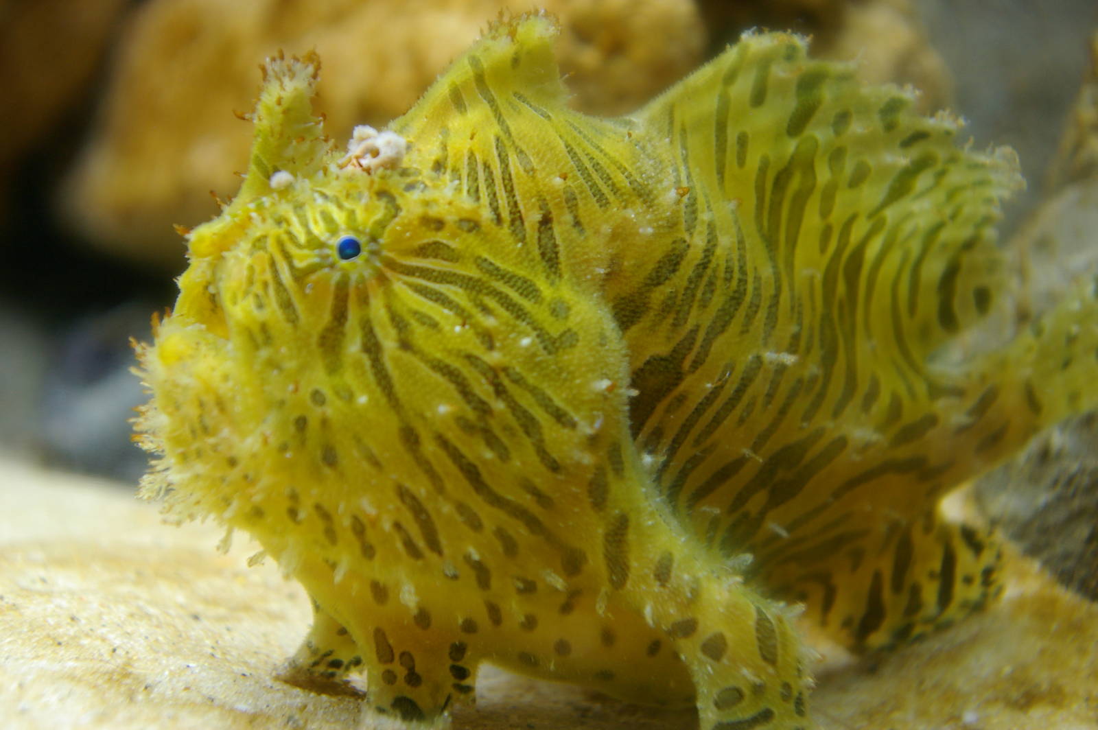striped frogfish (Antennarius striatus)