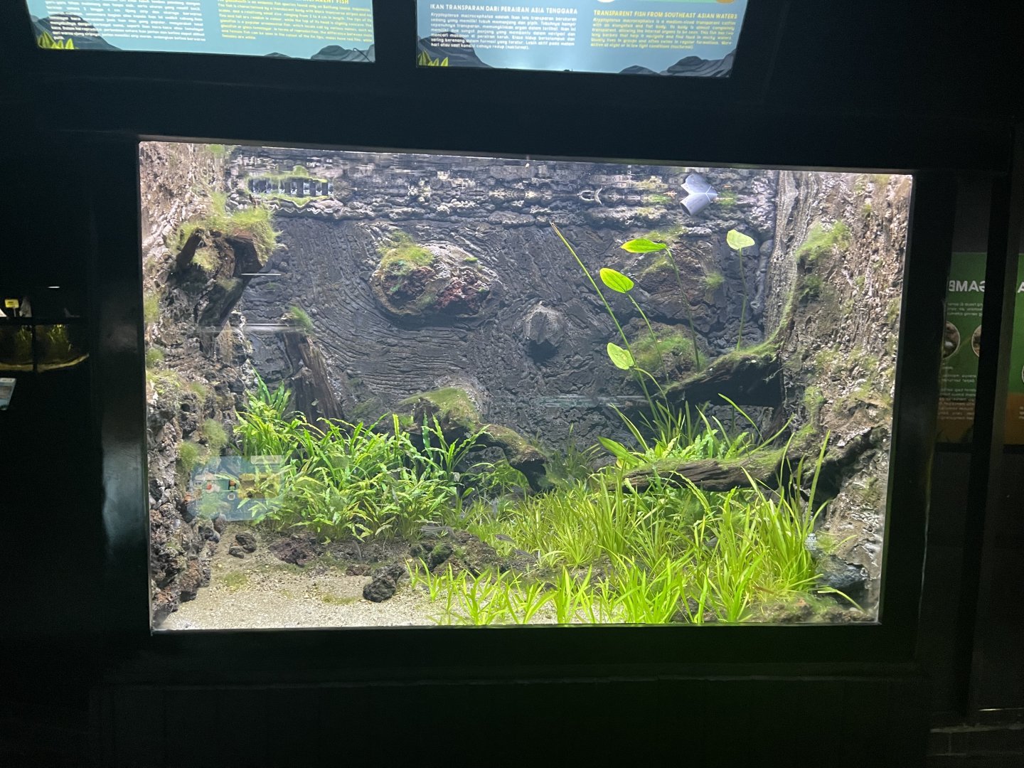 striped glass catfish & glass perch tank - dunia air tawar