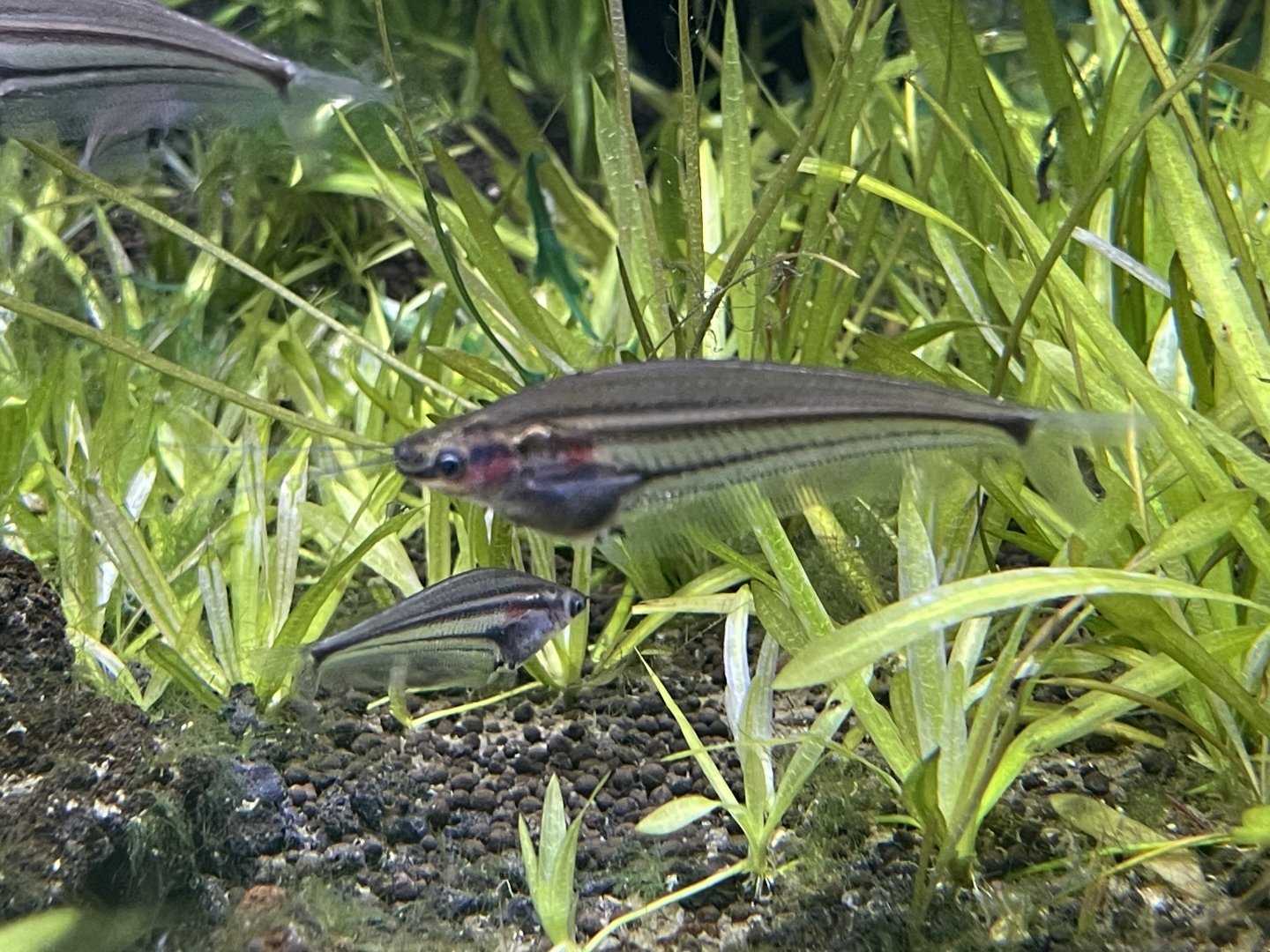striped glass catfish (kryptopterus macrocephalus) - dunia air tawar
