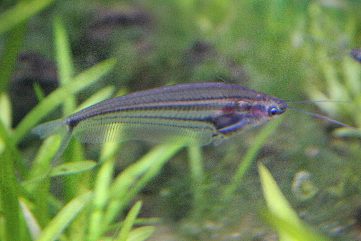 Striped glass catfish (Kryptopterus macrocephalus)