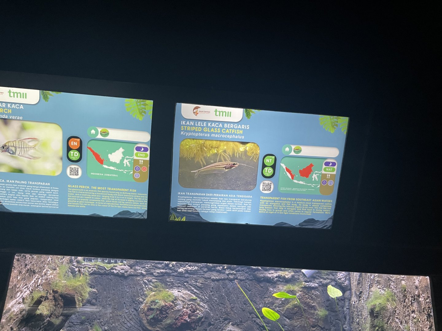 striped glass catfish signage - dunia air tawar