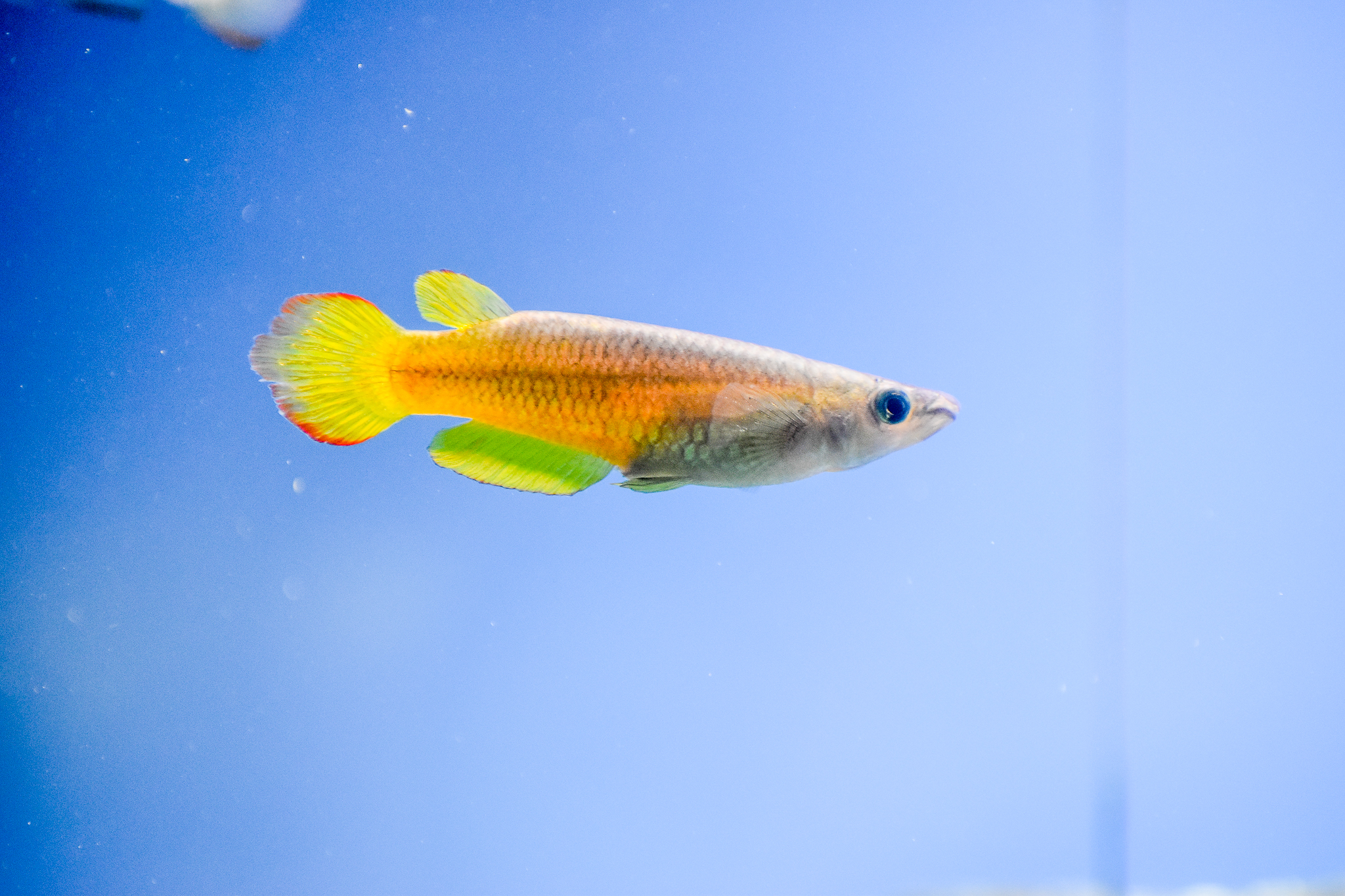 Striped [Gold] Panchax (Aplocheilus lineatus)