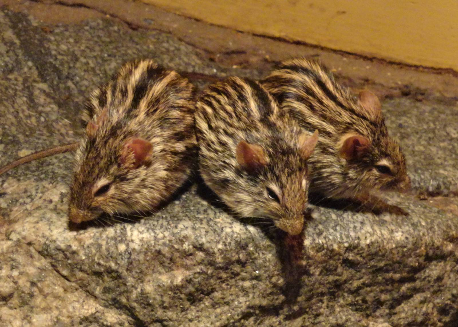 Striped Grass Mice - Oct 2011