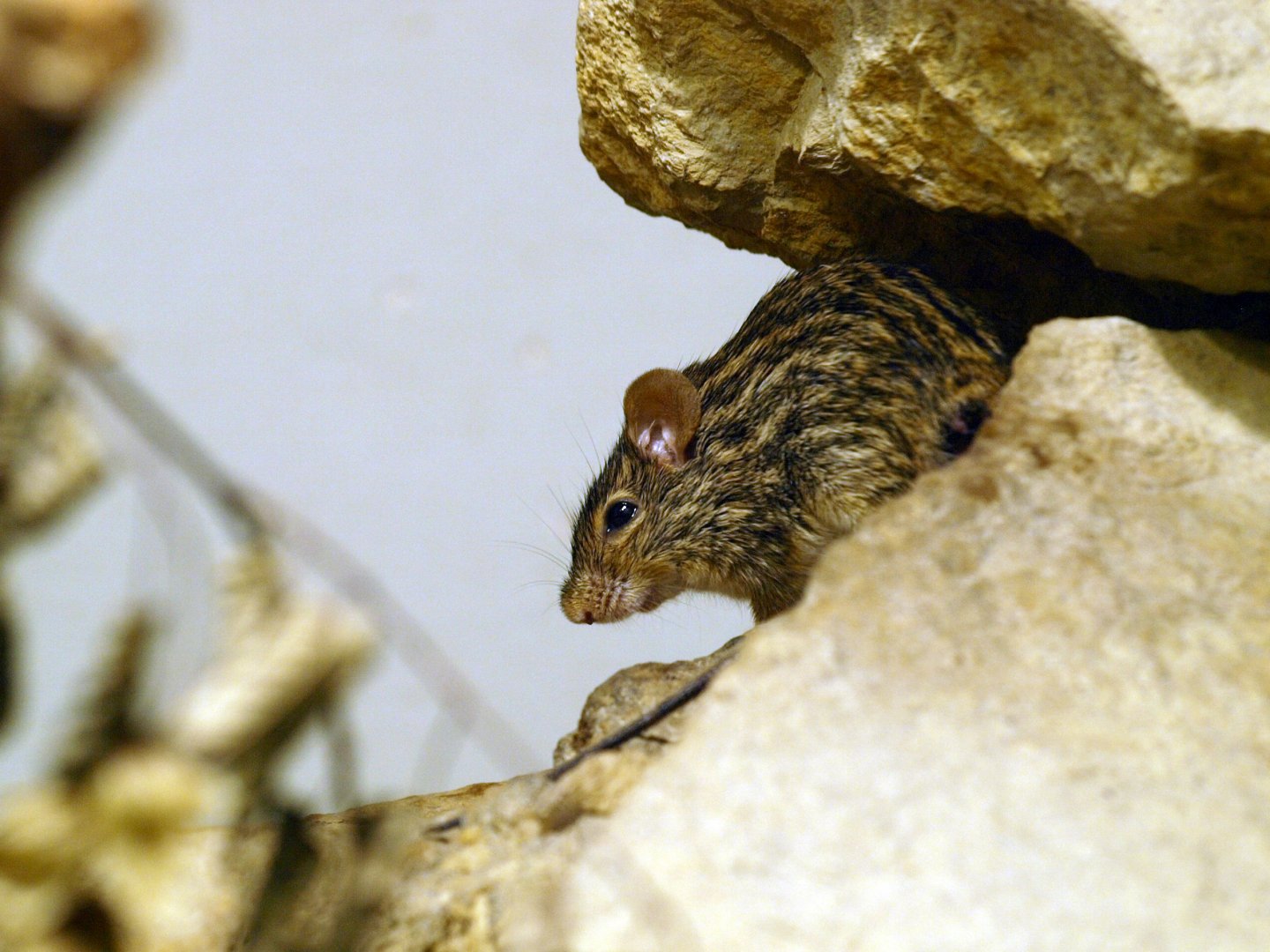 Striped grass mouse
