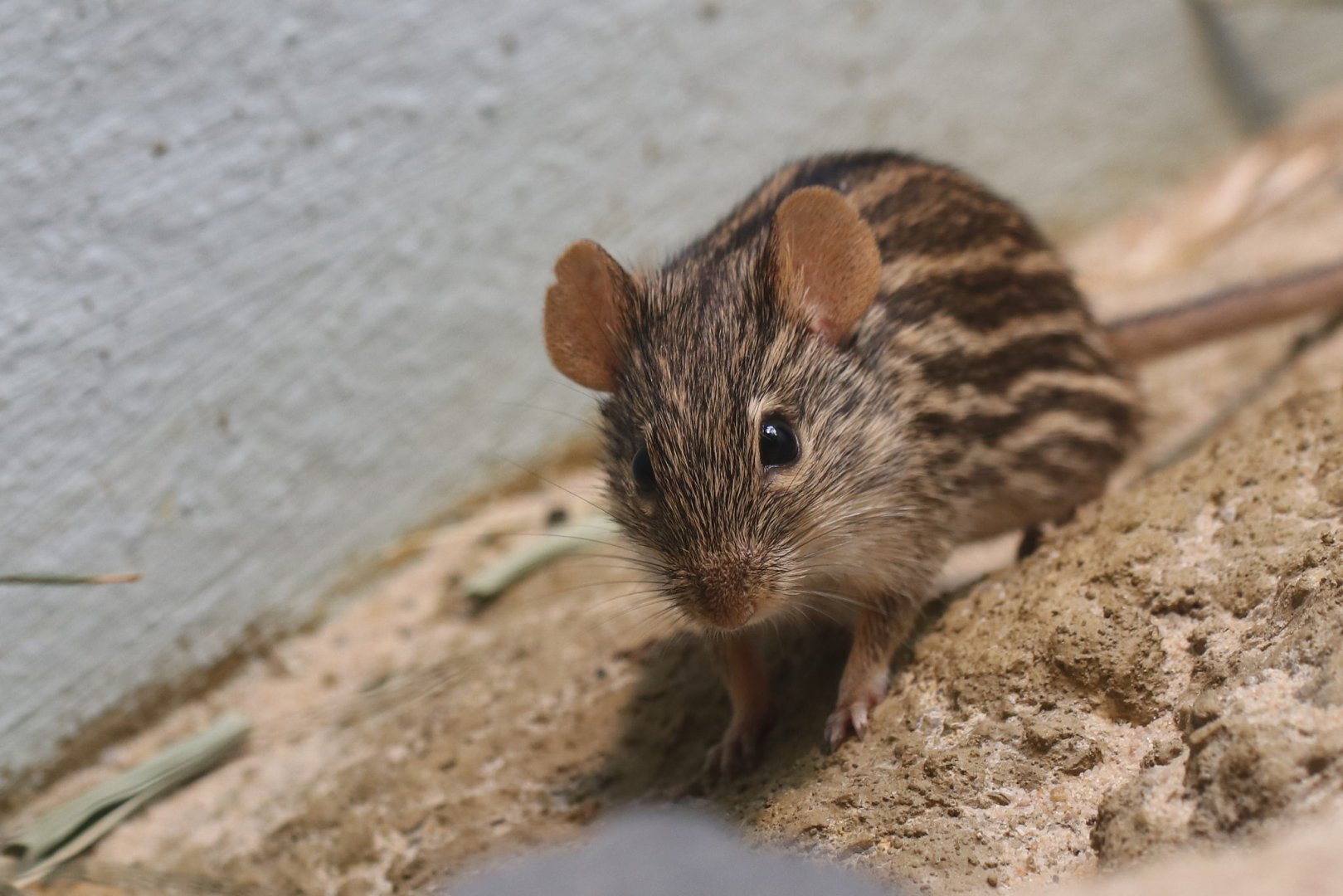 Striped Grass Mouse