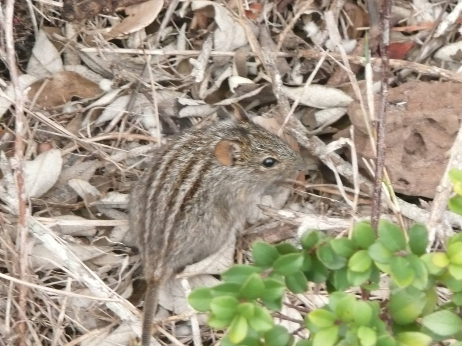 Striped Grass Mouse