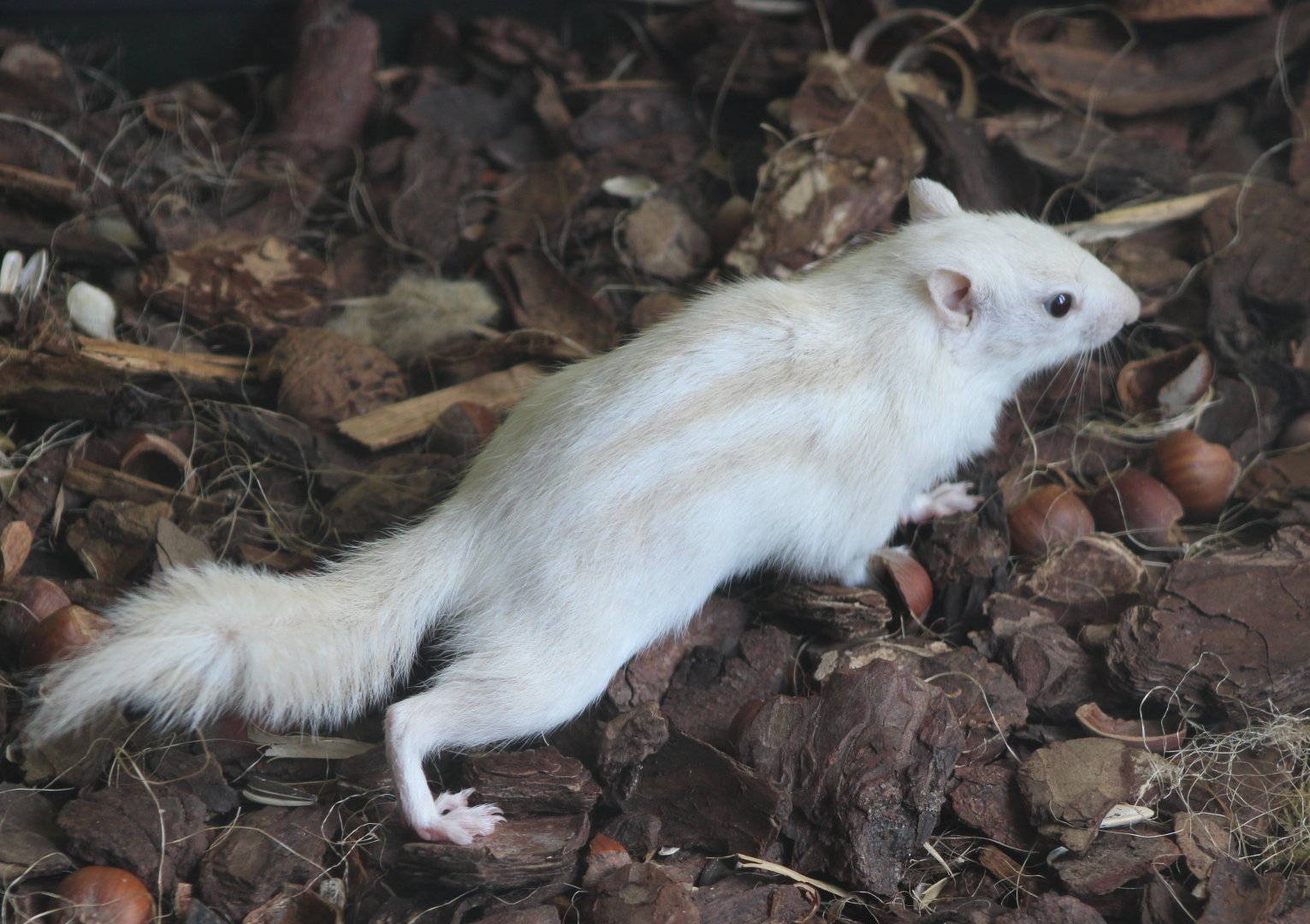 Striped ground squirrel mutation