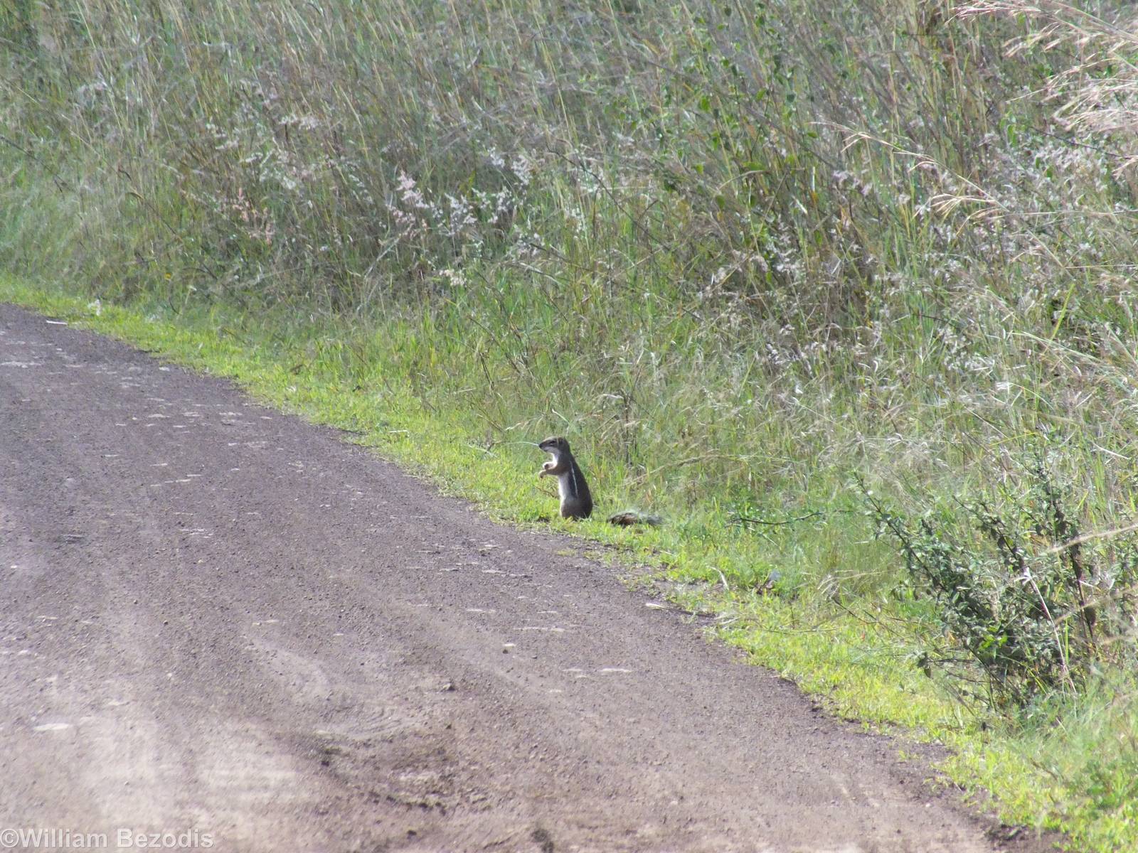 Striped Ground Squirrel - Nairobi National Park
