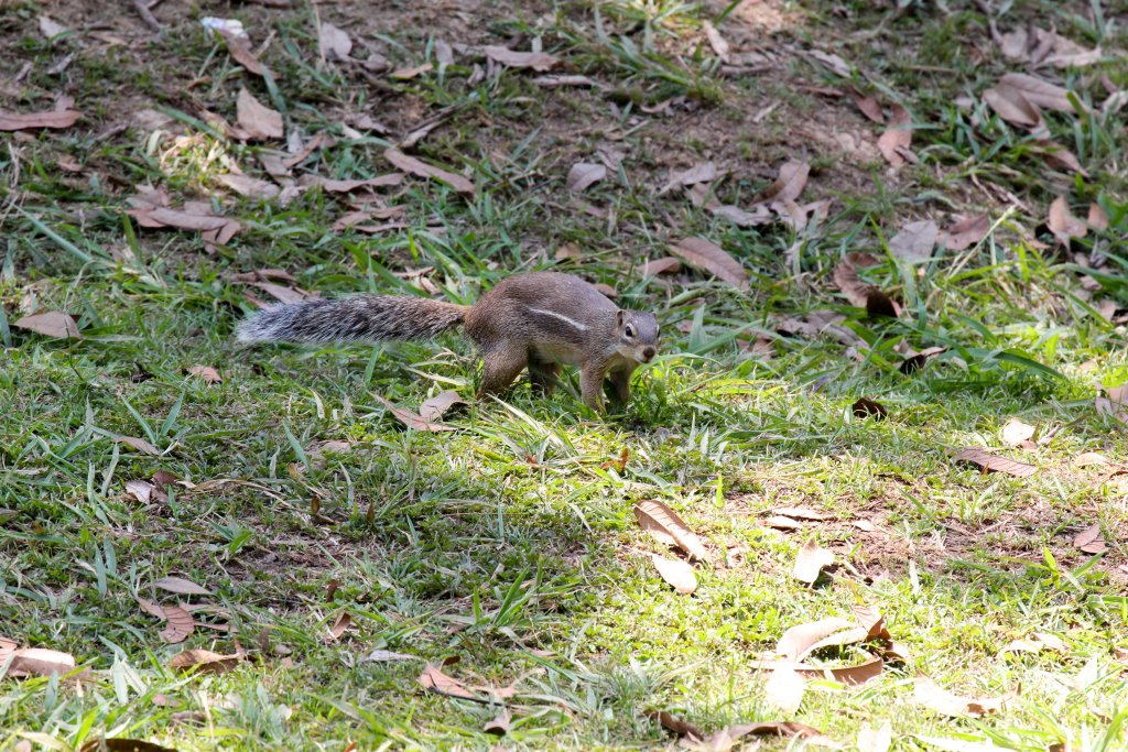 Striped Ground Squirrel - wild animal