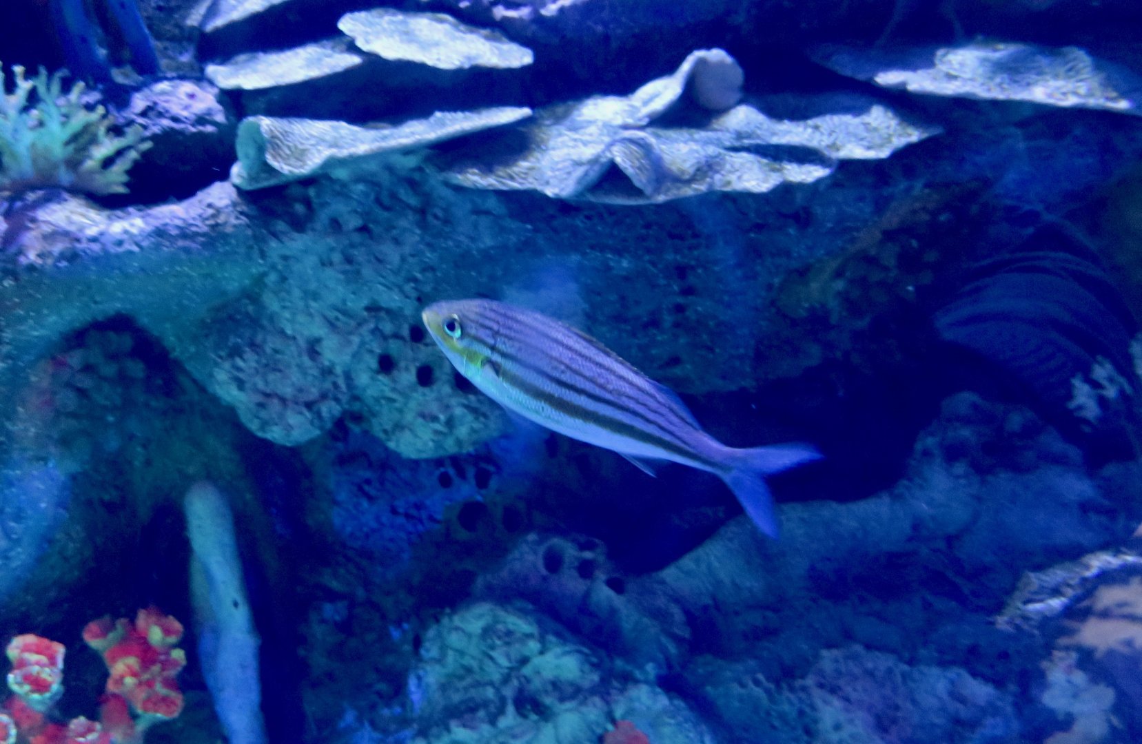 Striped Grunt (Haemulon striatum)